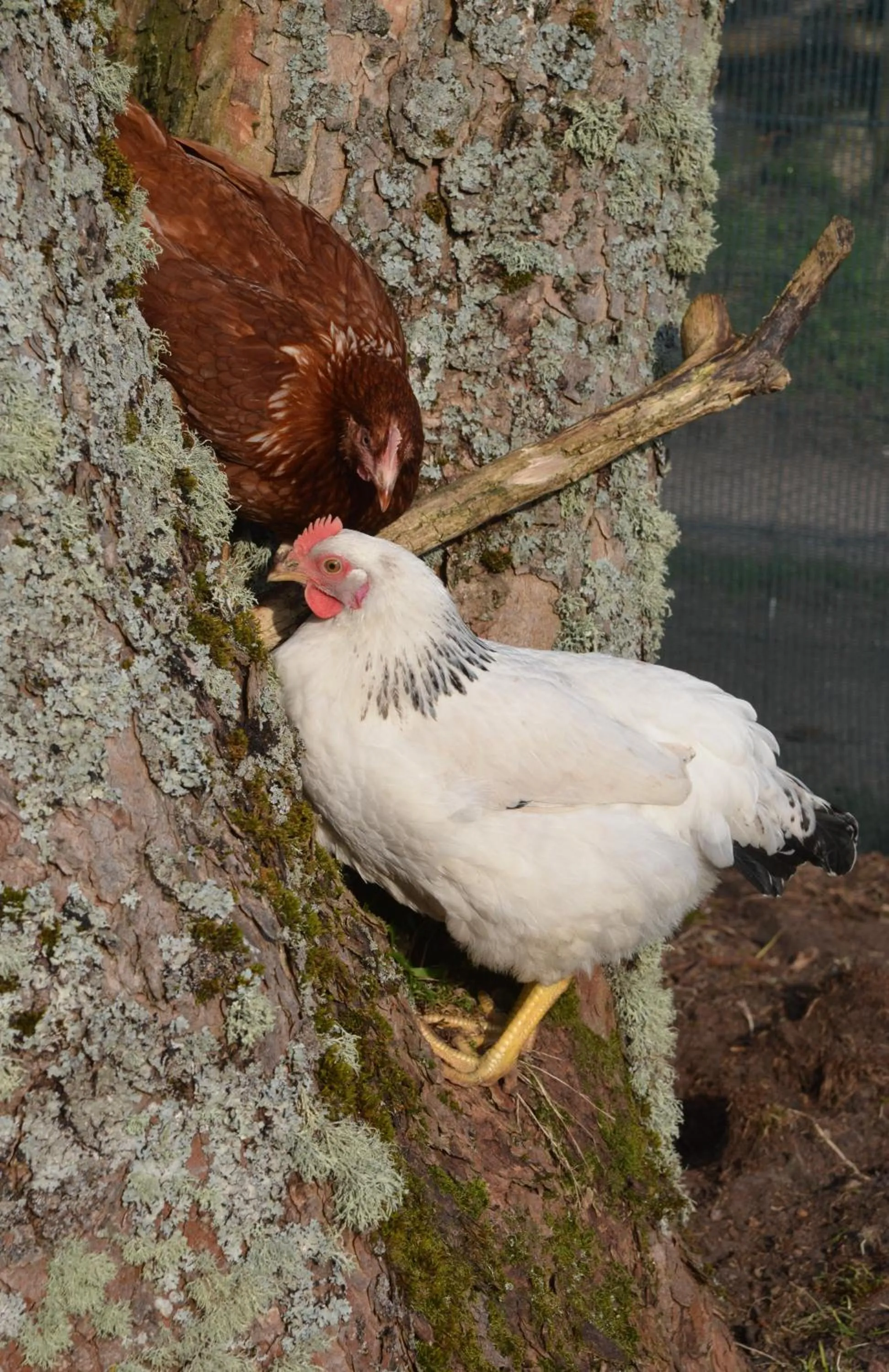 Animals in Home Farm Bed and Breakfast