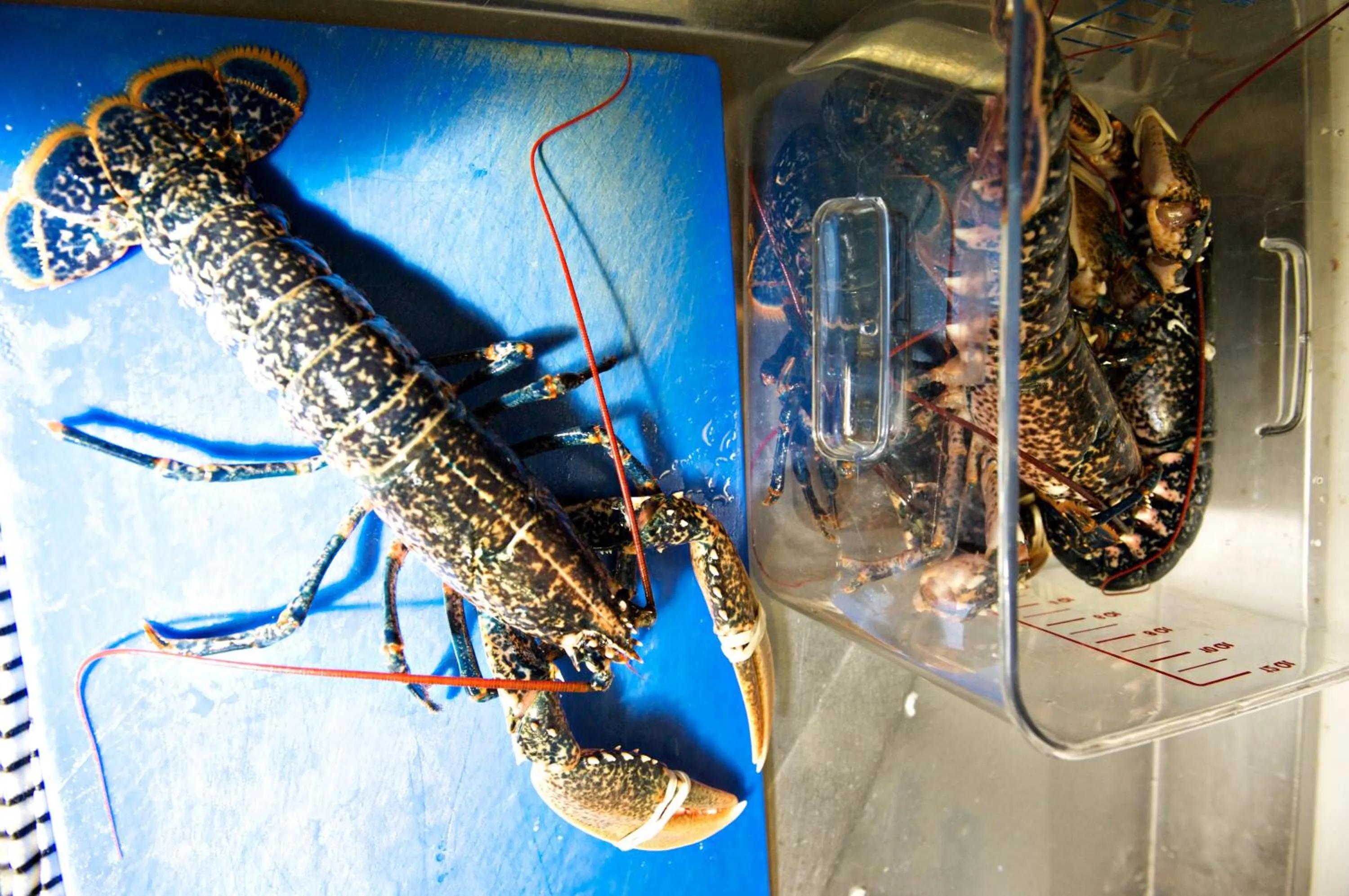 Food close-up in Quinlan & Cooke Boutique Townhouse and QCs Seafood Restaurant