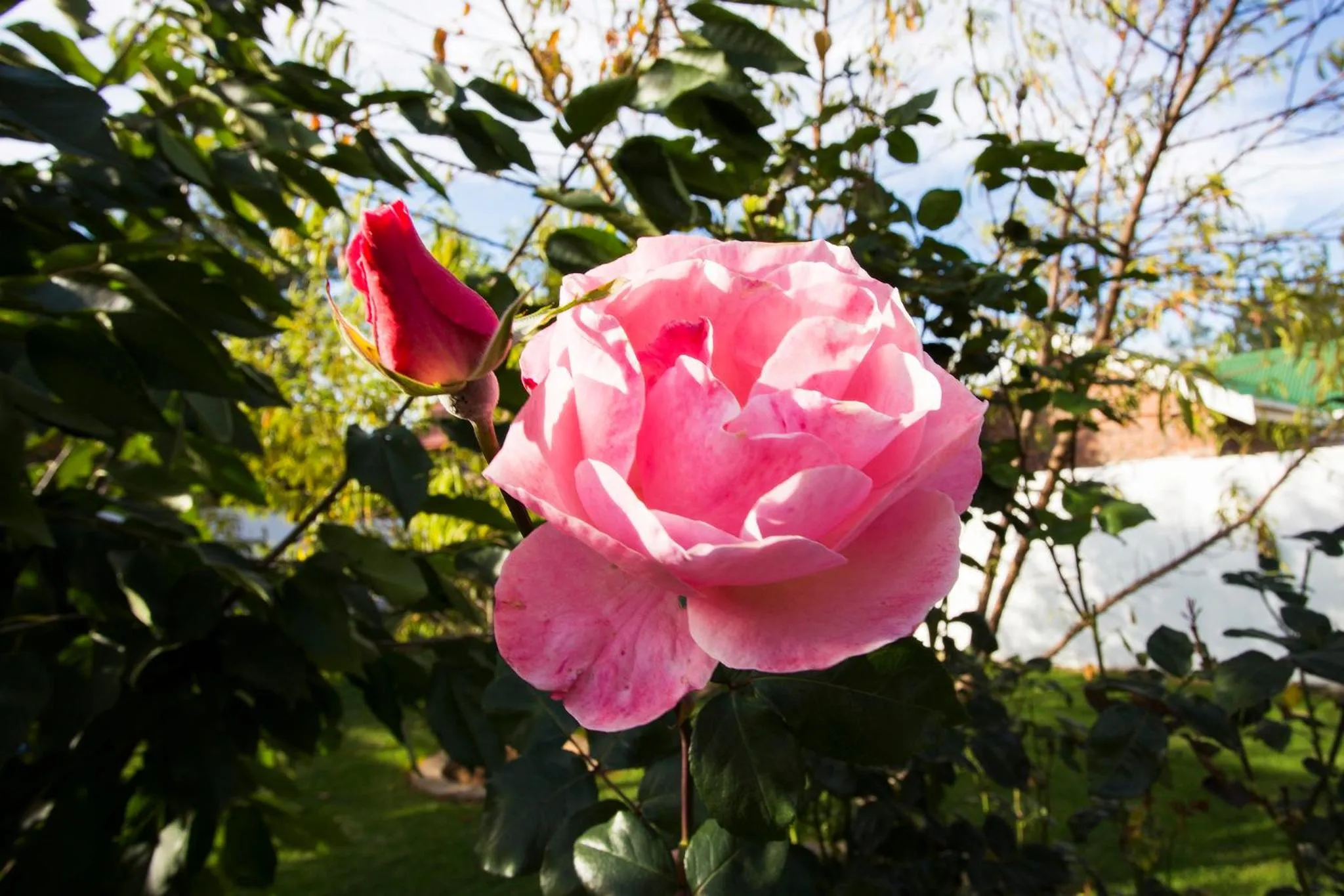 Garden in The Browns' Luxury Suites & Cottage