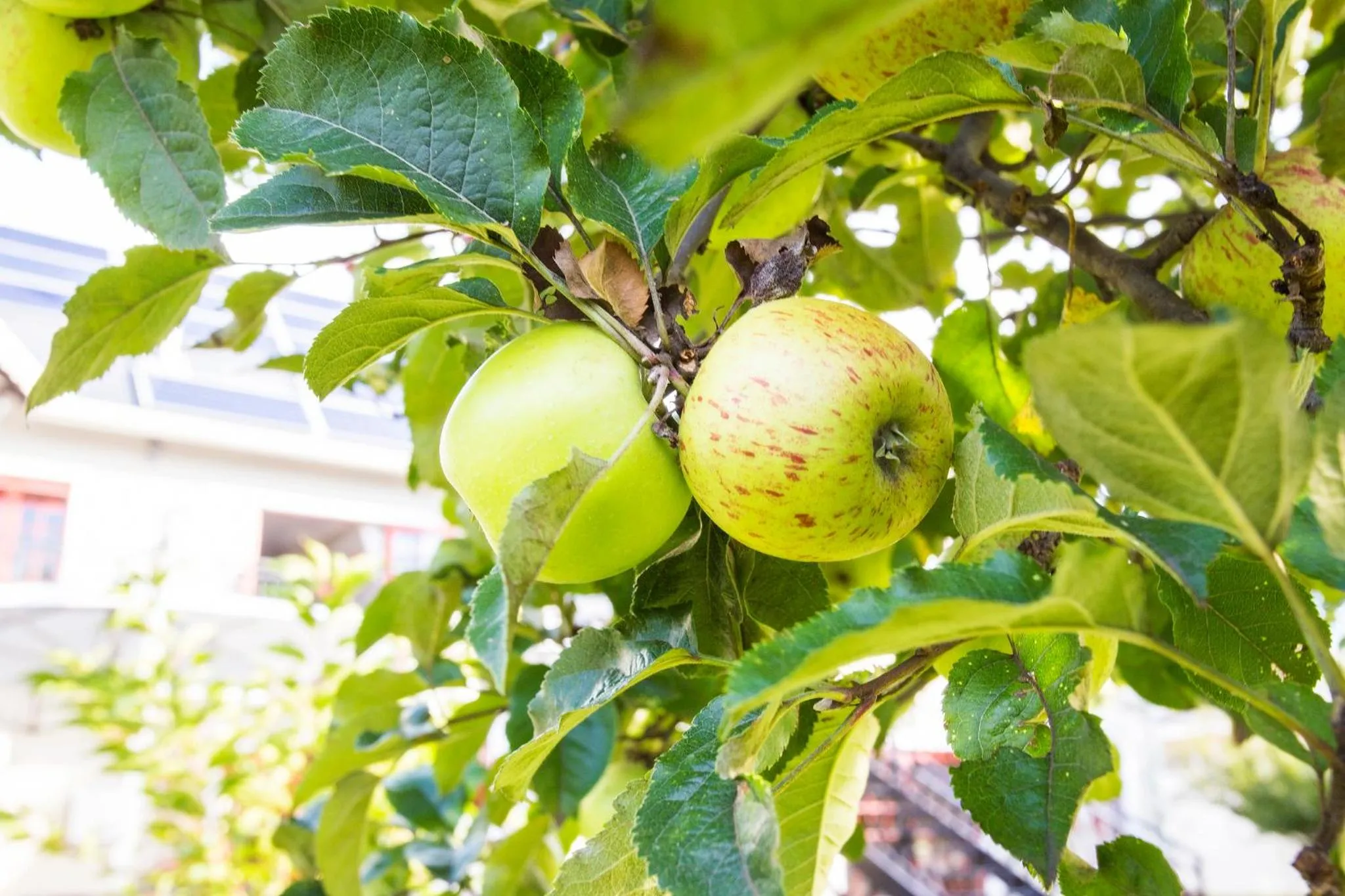 Garden in The Browns' Luxury Suites & Cottage
