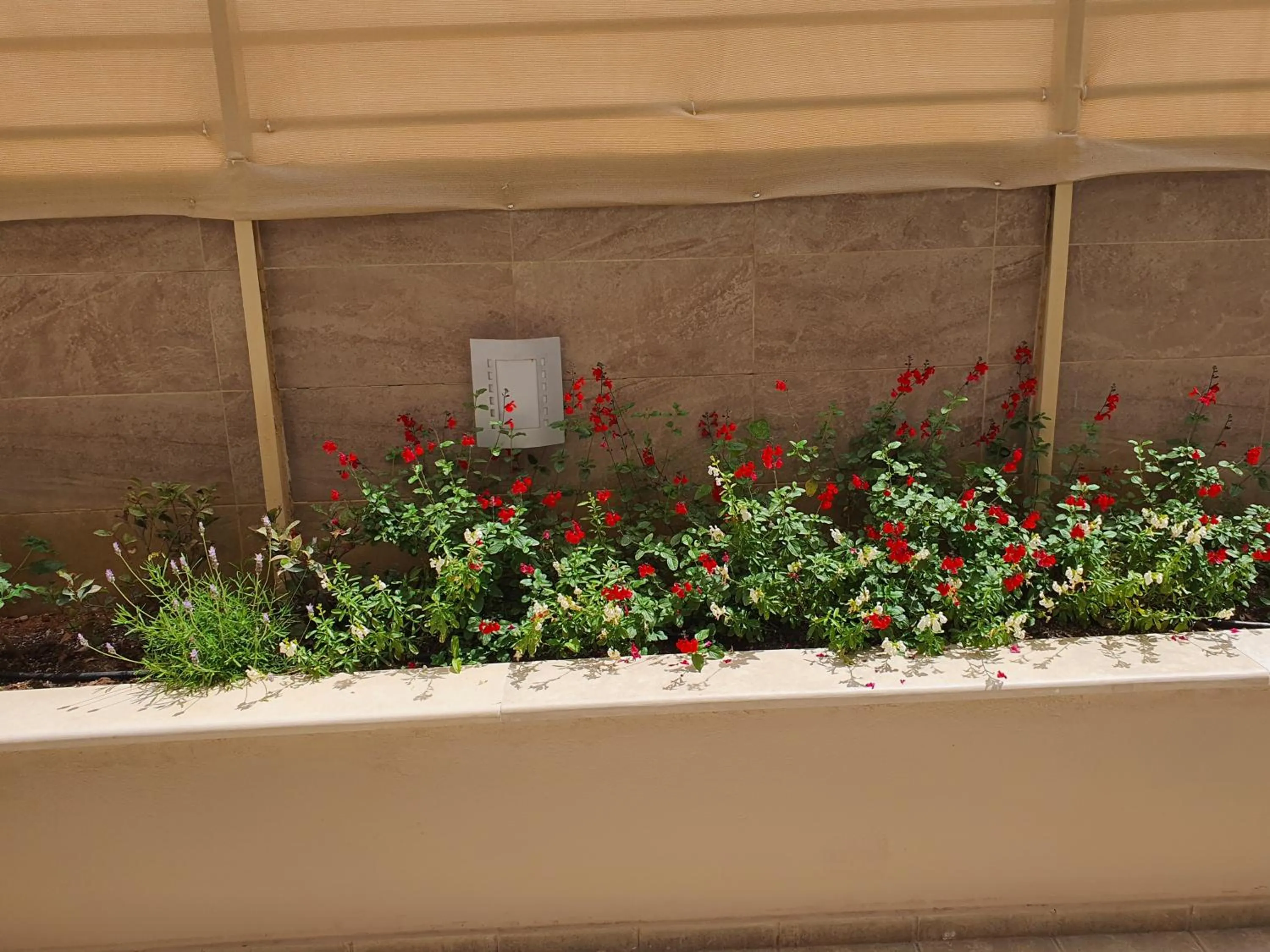 Garden view in Zannis Hotel