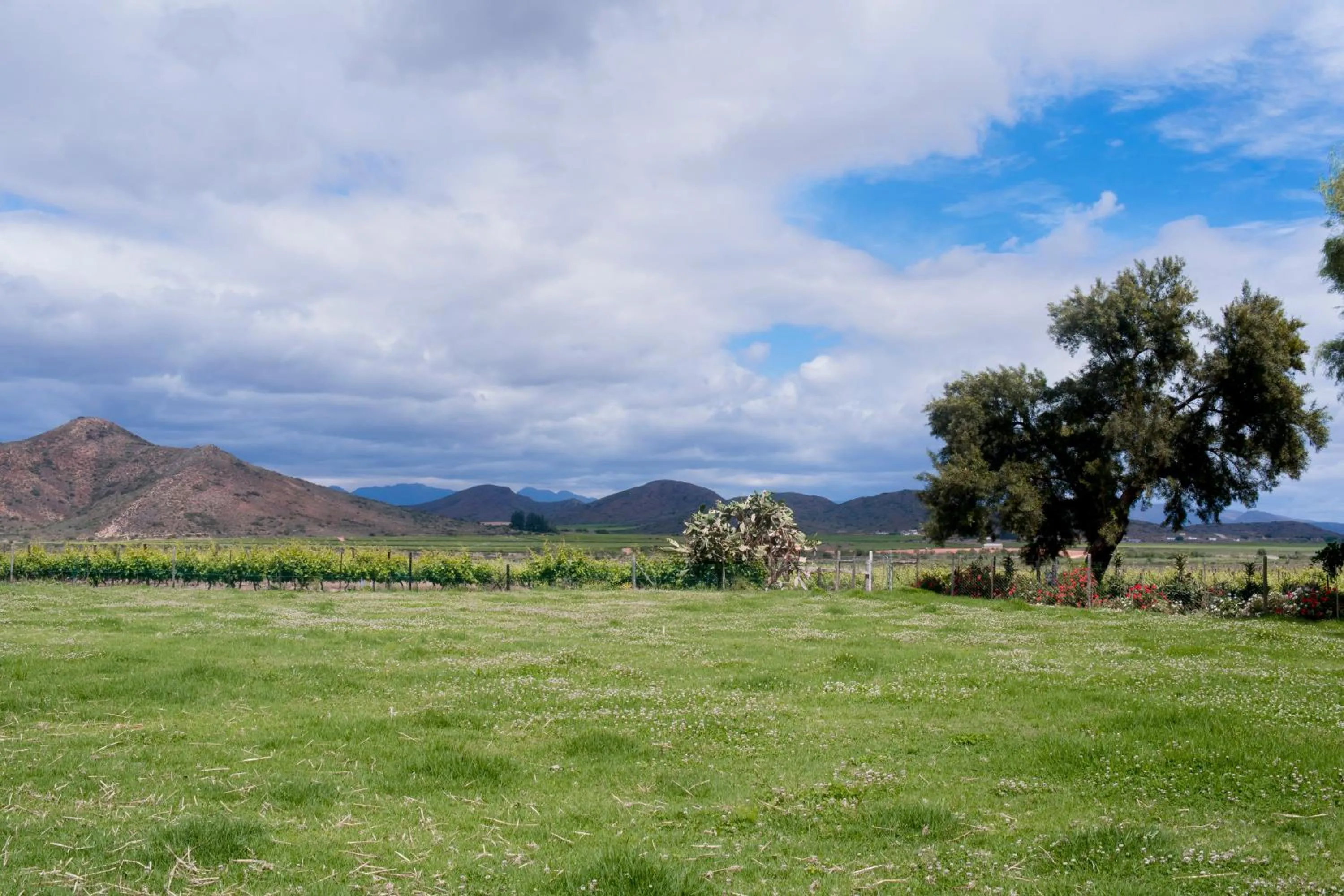 Garden in Green Olive Guesthouse