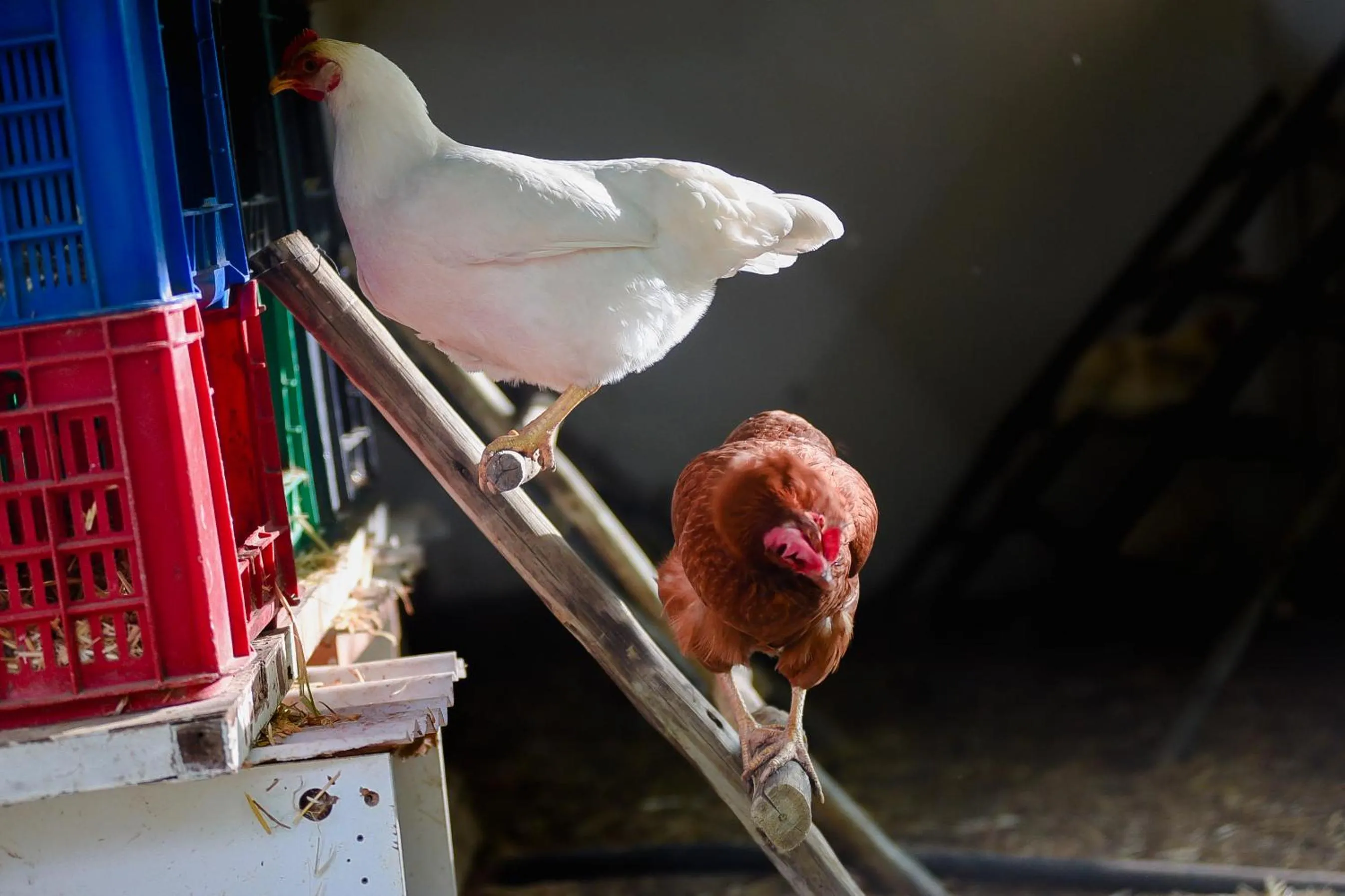 Pets in Green Olive Guesthouse