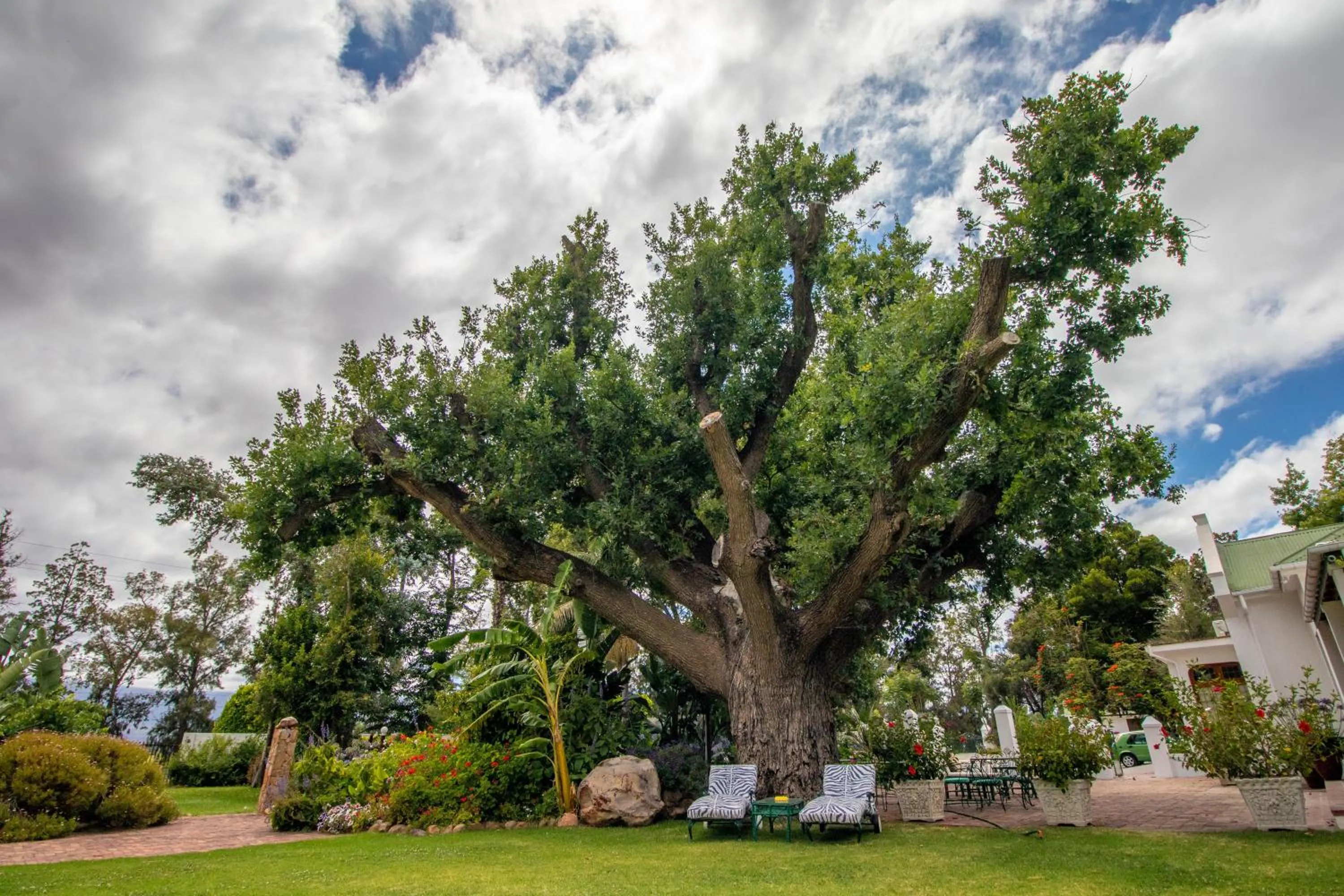 Garden in Green Olive Guesthouse