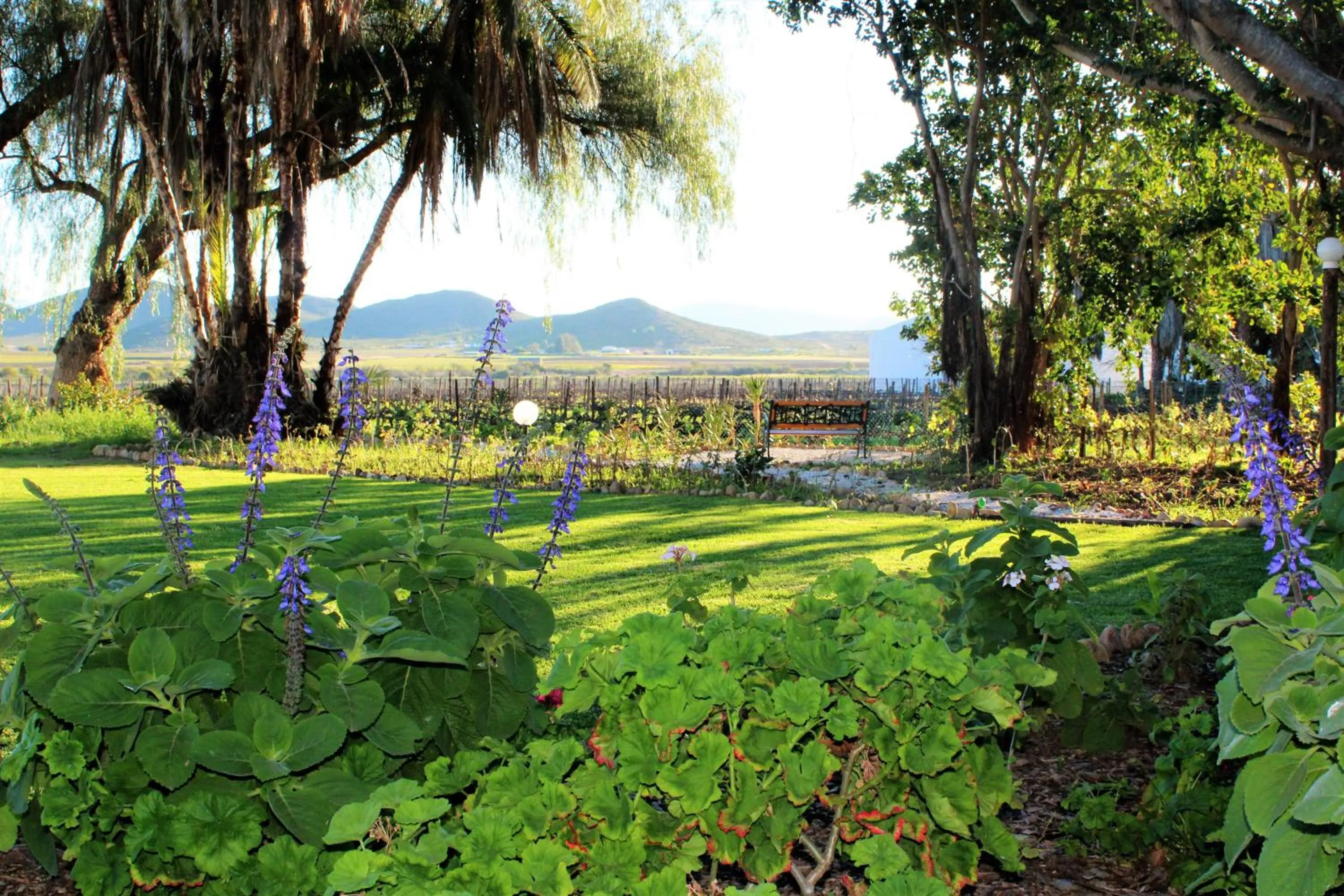 Garden view in Green Olive Guesthouse