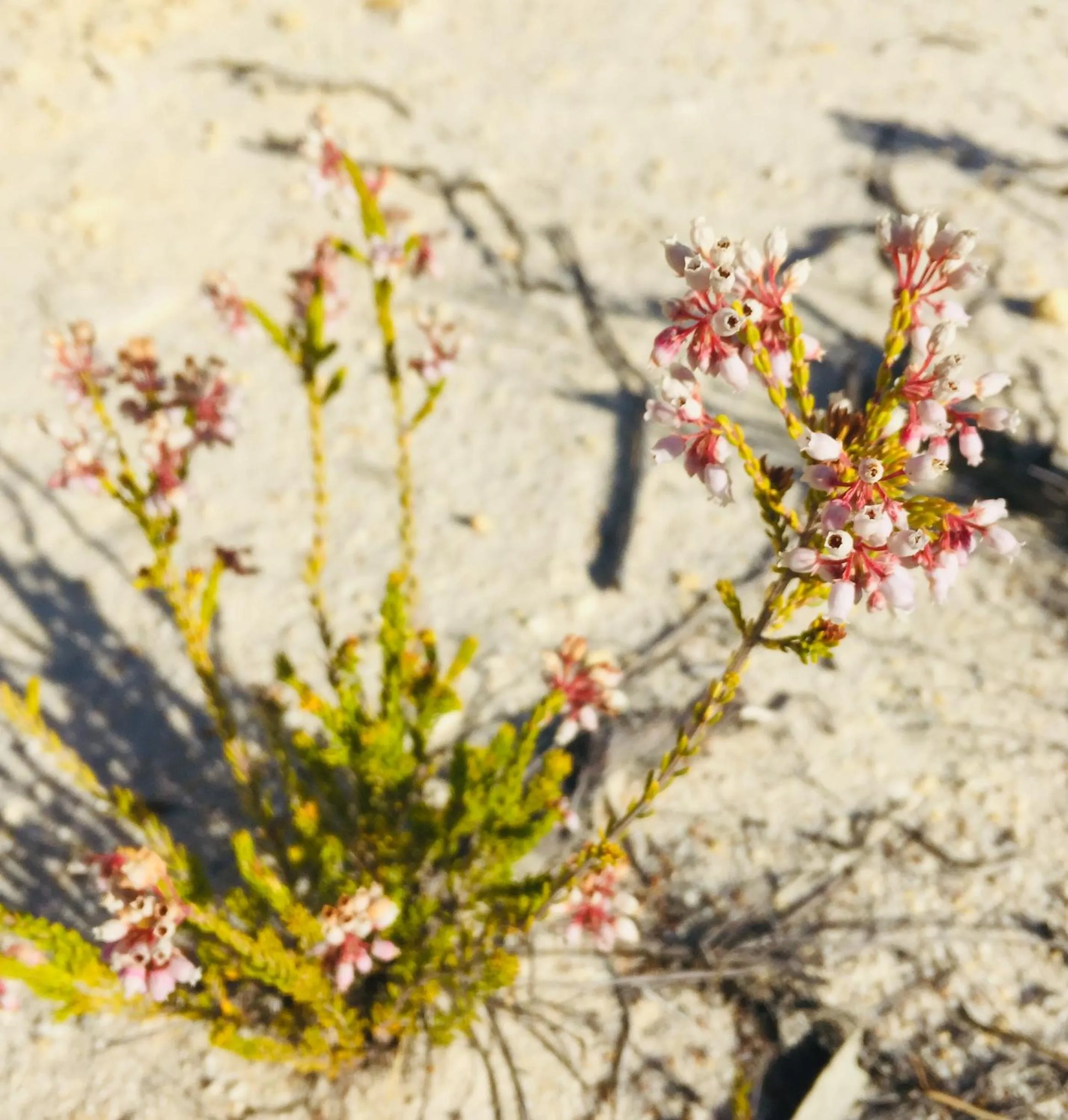 Natural landscape in Heiveld Farm Cottages