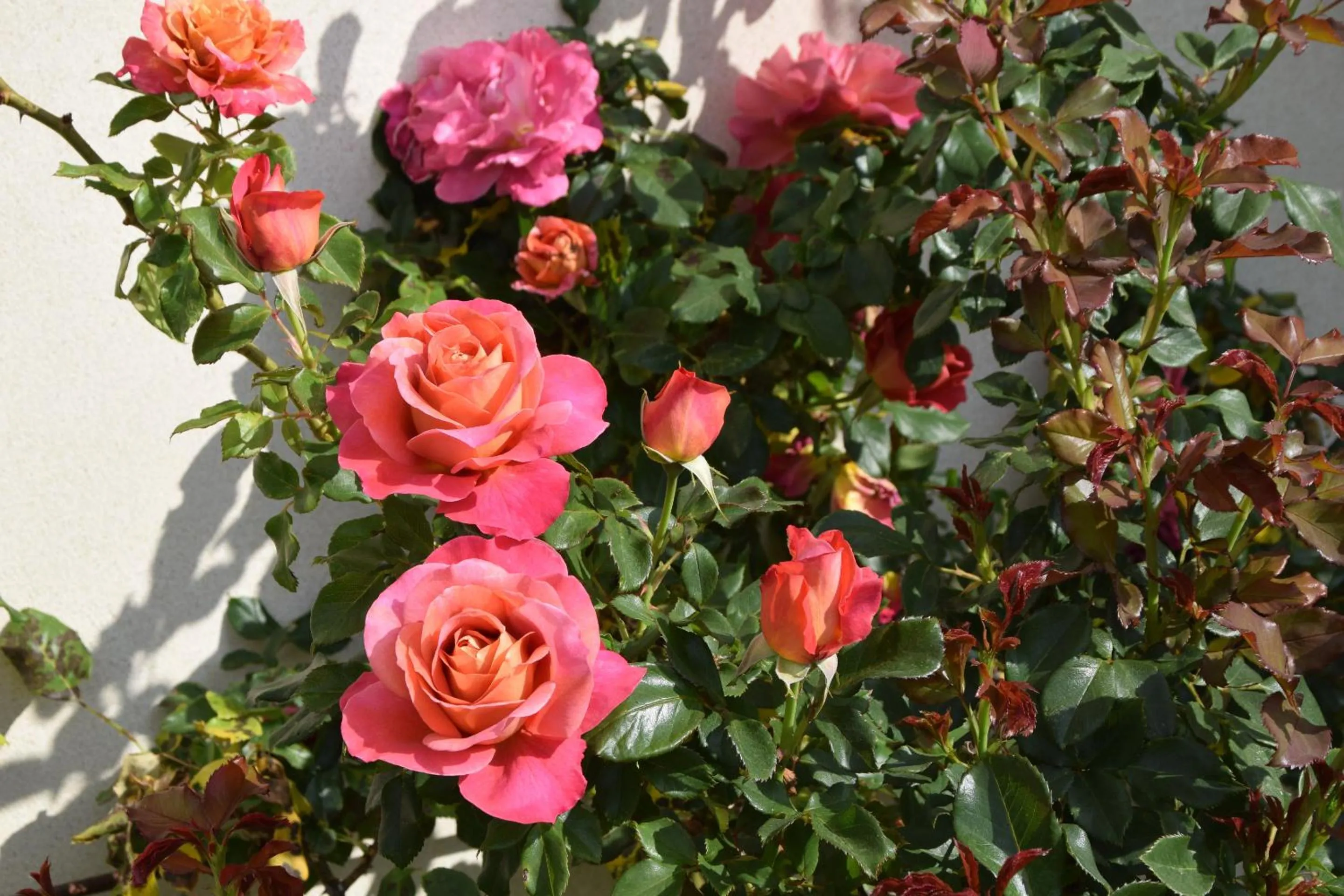 Natural landscape in La villa 13&15