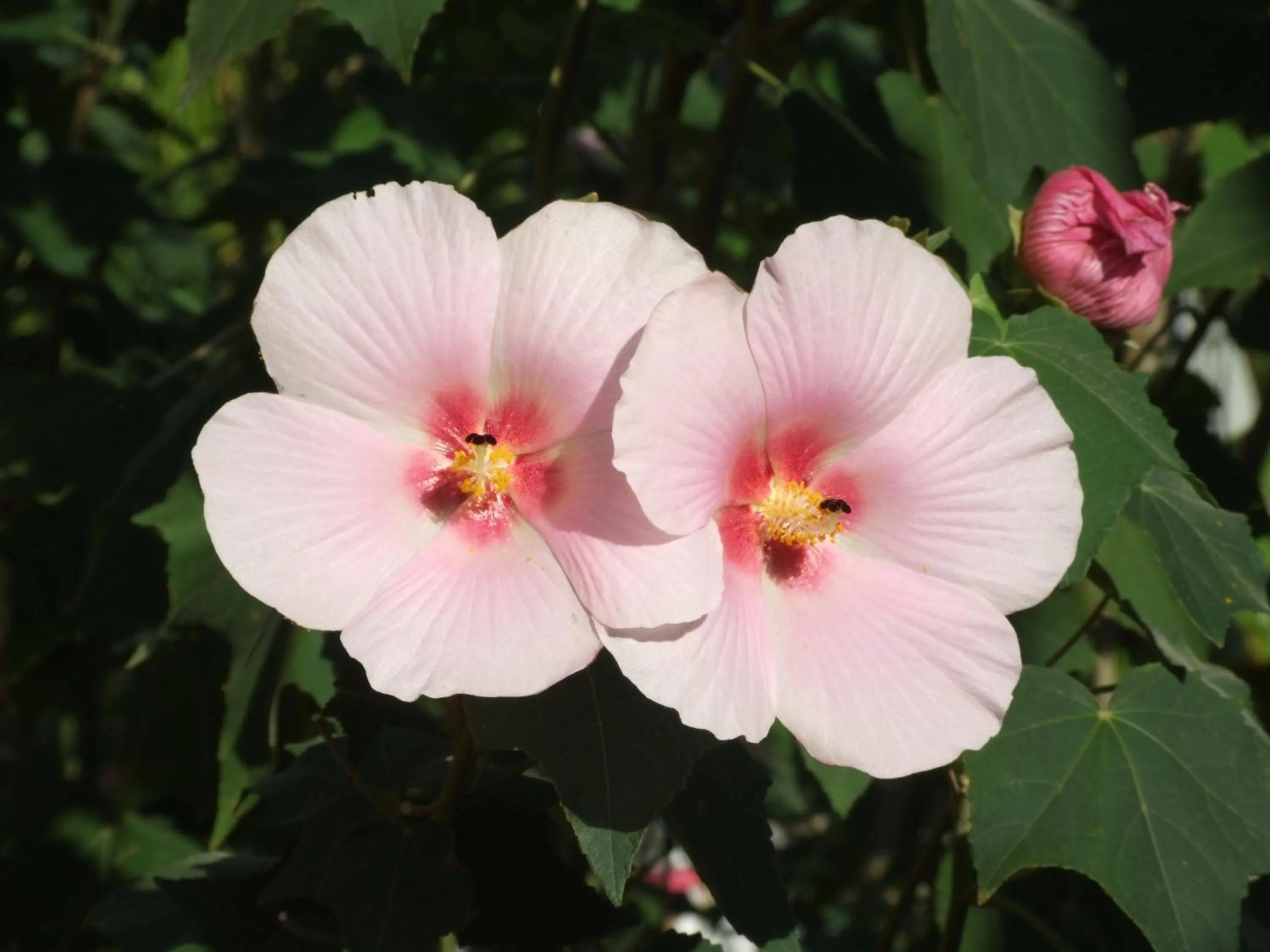 Other in Hotel Giada