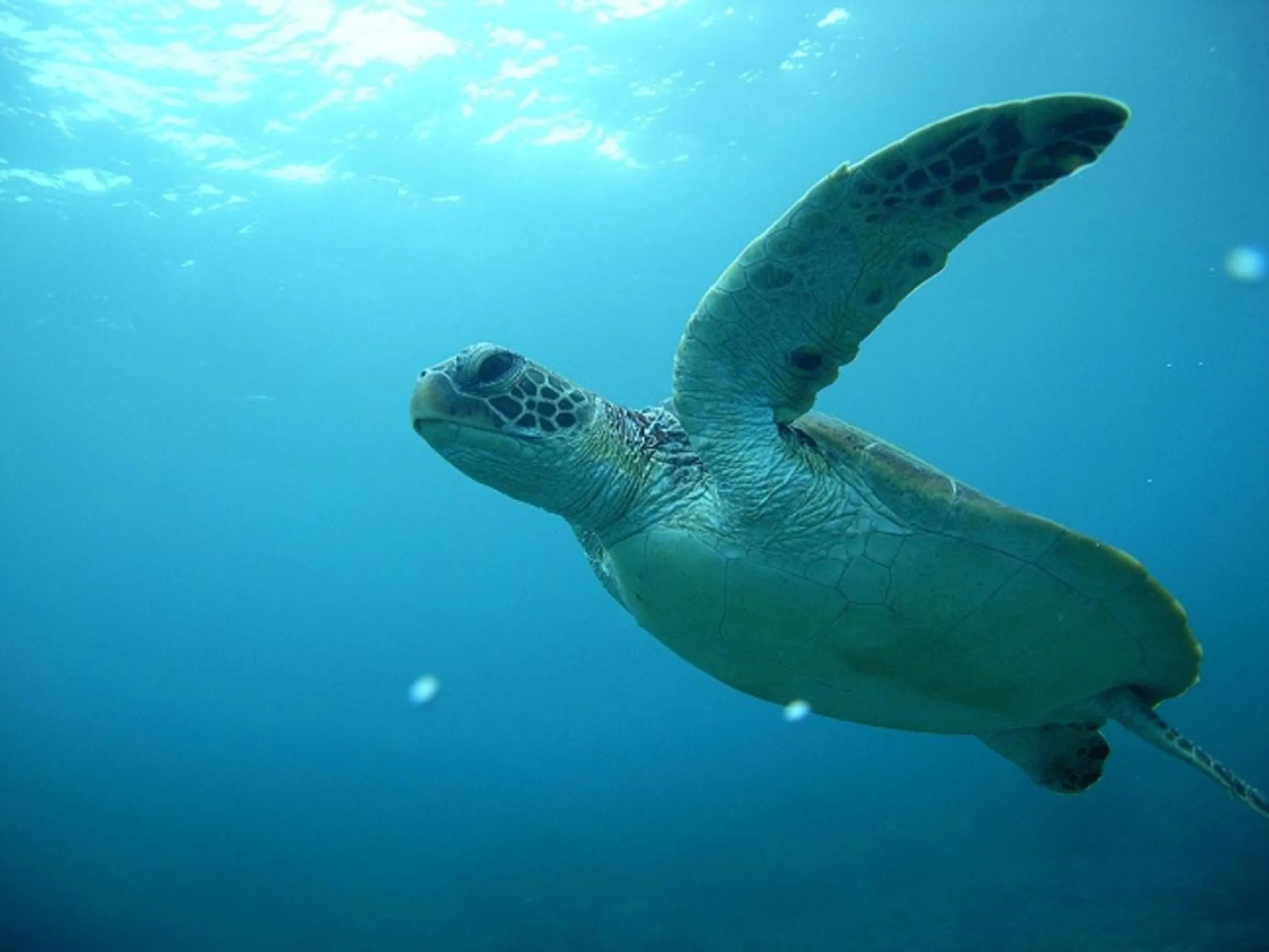 Animals in Maetakeso