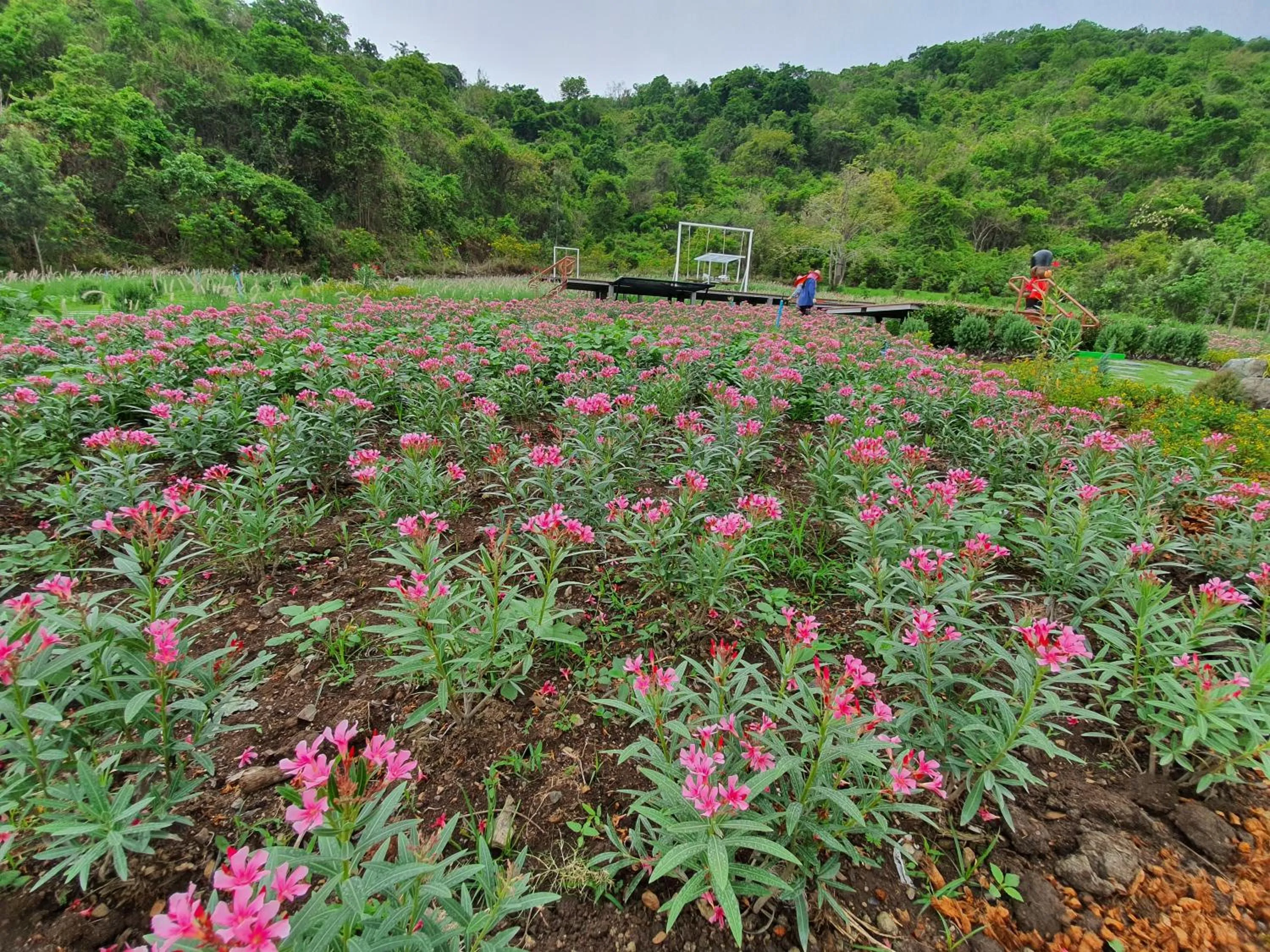Garden in Khao Yai Fantasy Resort