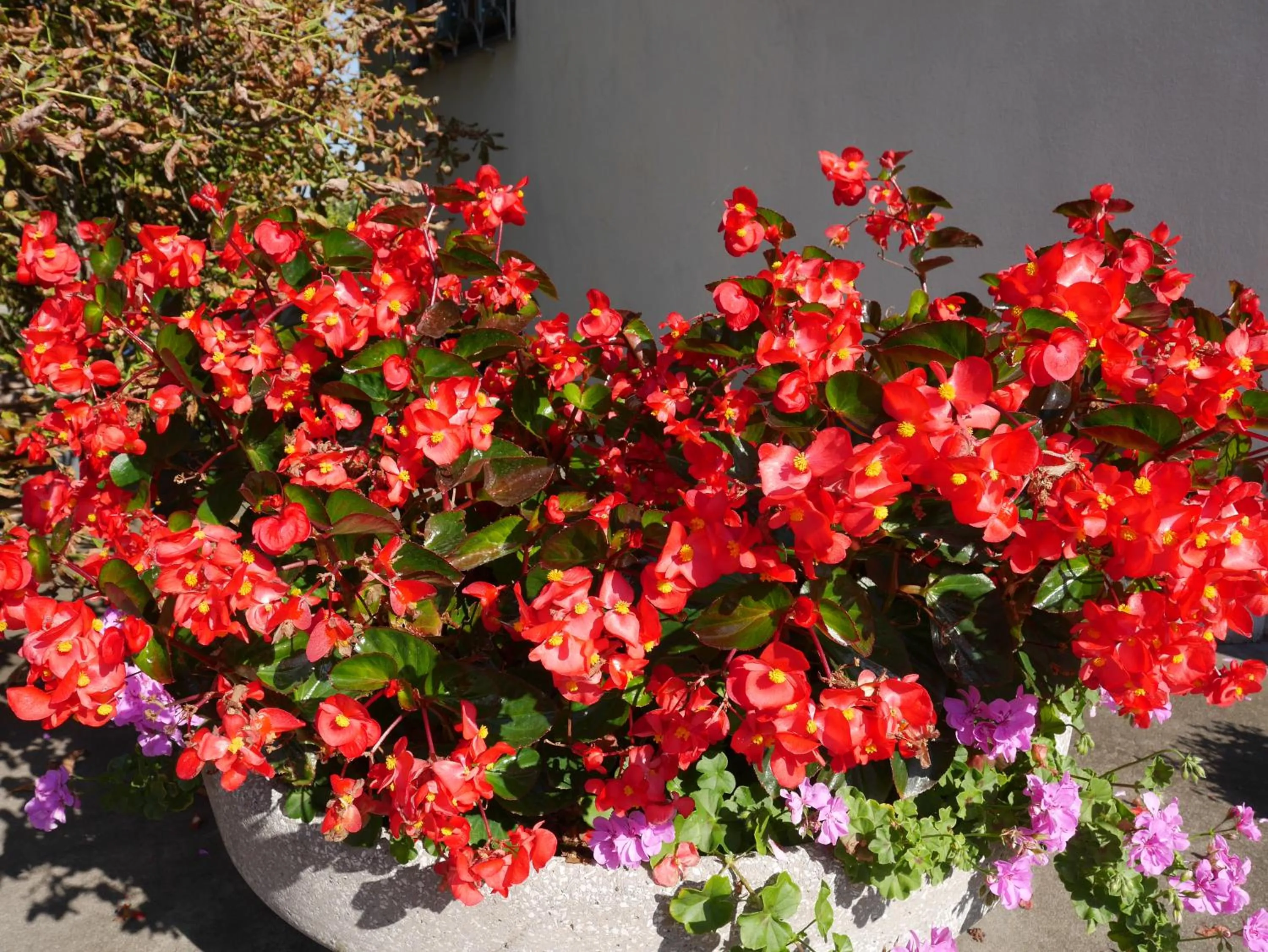 Garden in Hotel Garni Höchschmied