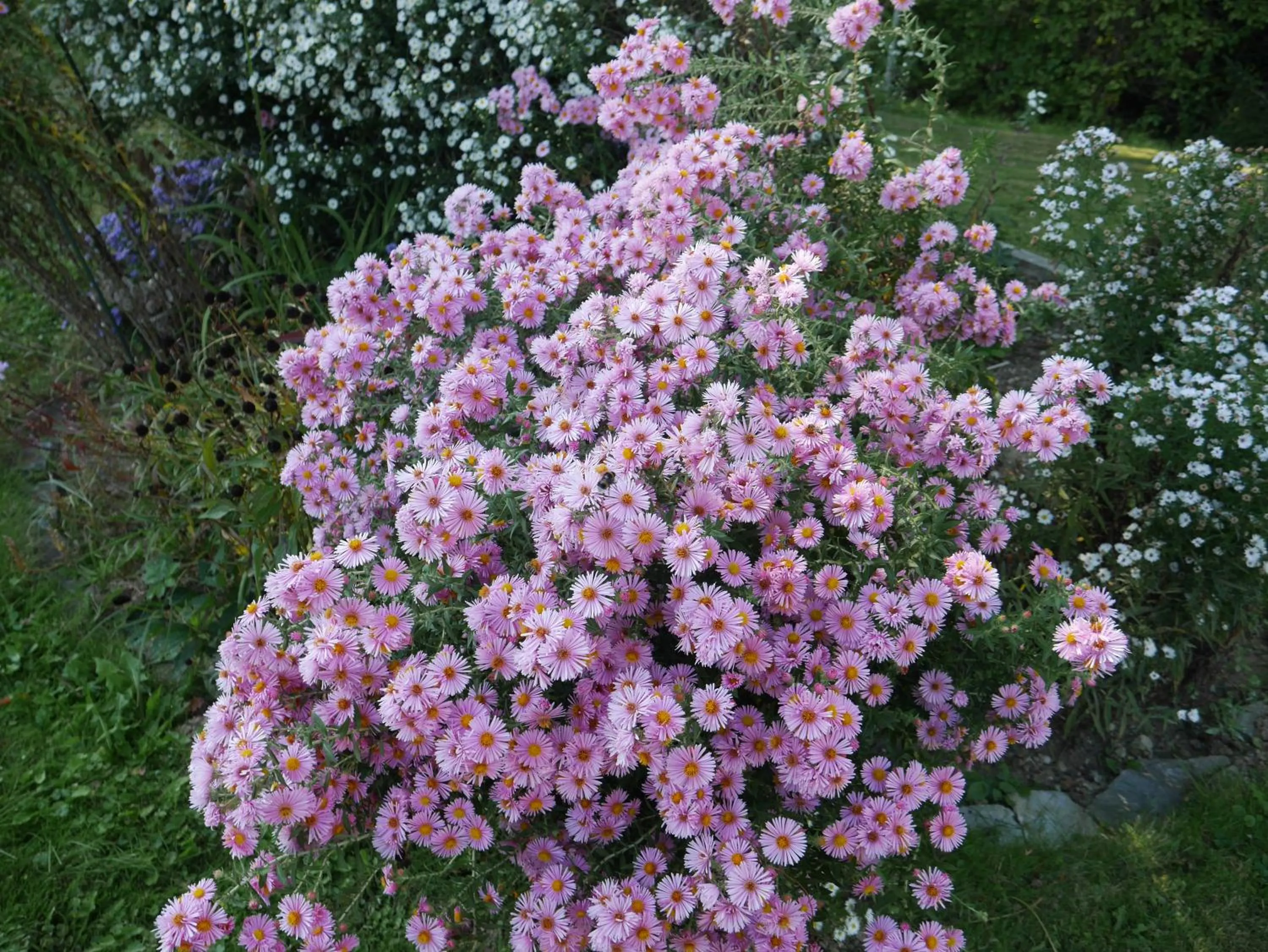 Garden in Hotel Garni Höchschmied