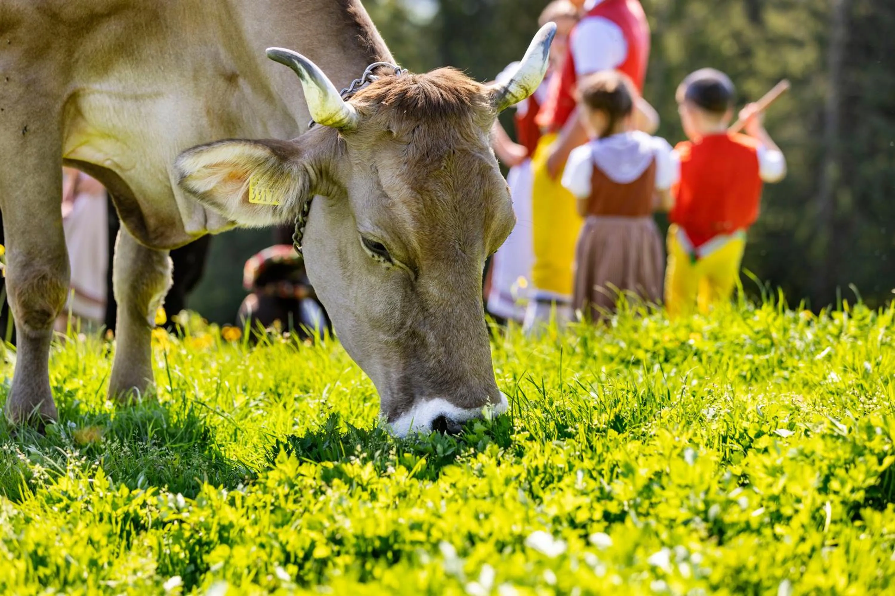 Activities in Hotel Restaurant Krone