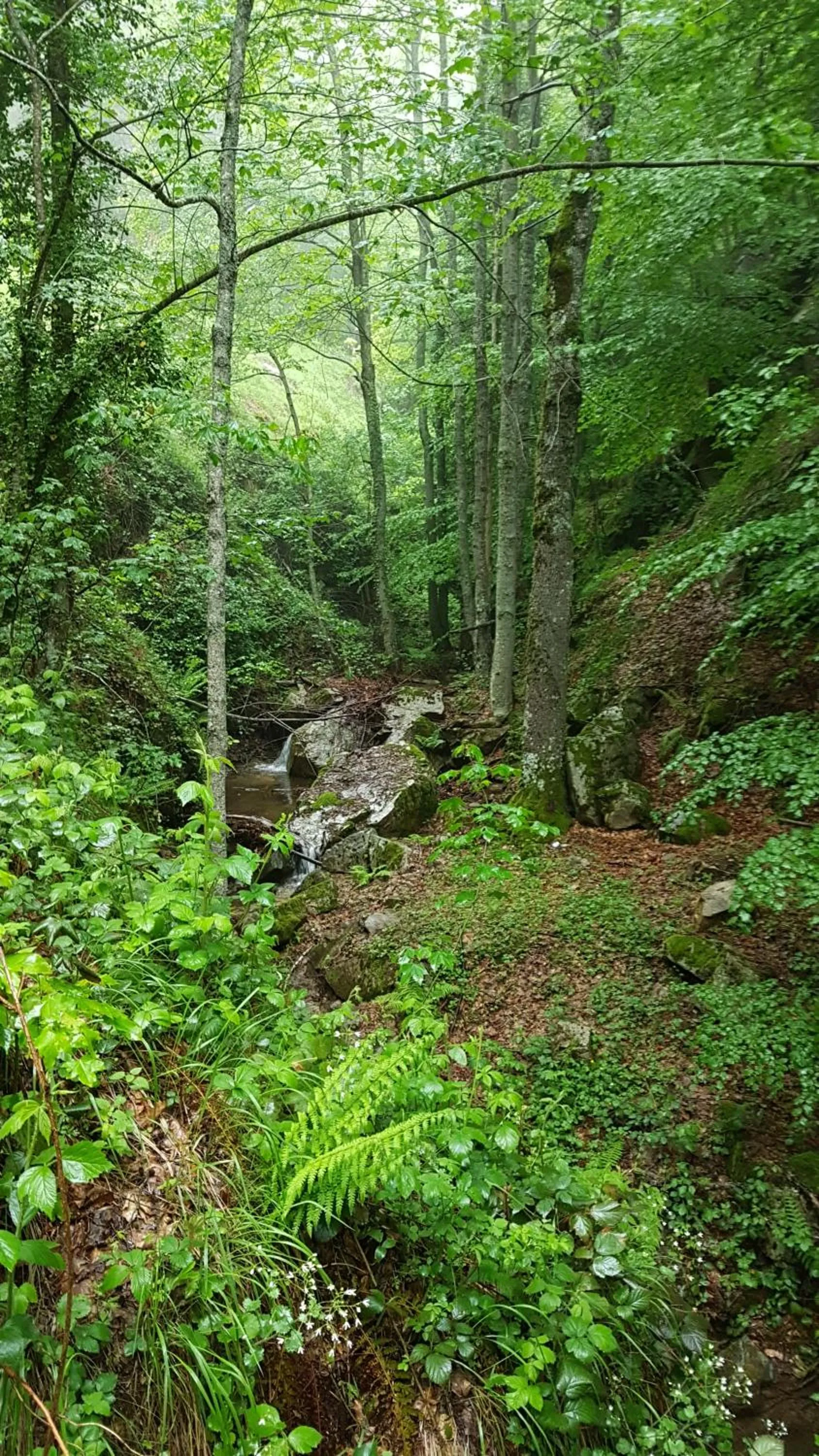 Natural landscape in Hotel del Lago Ampollino