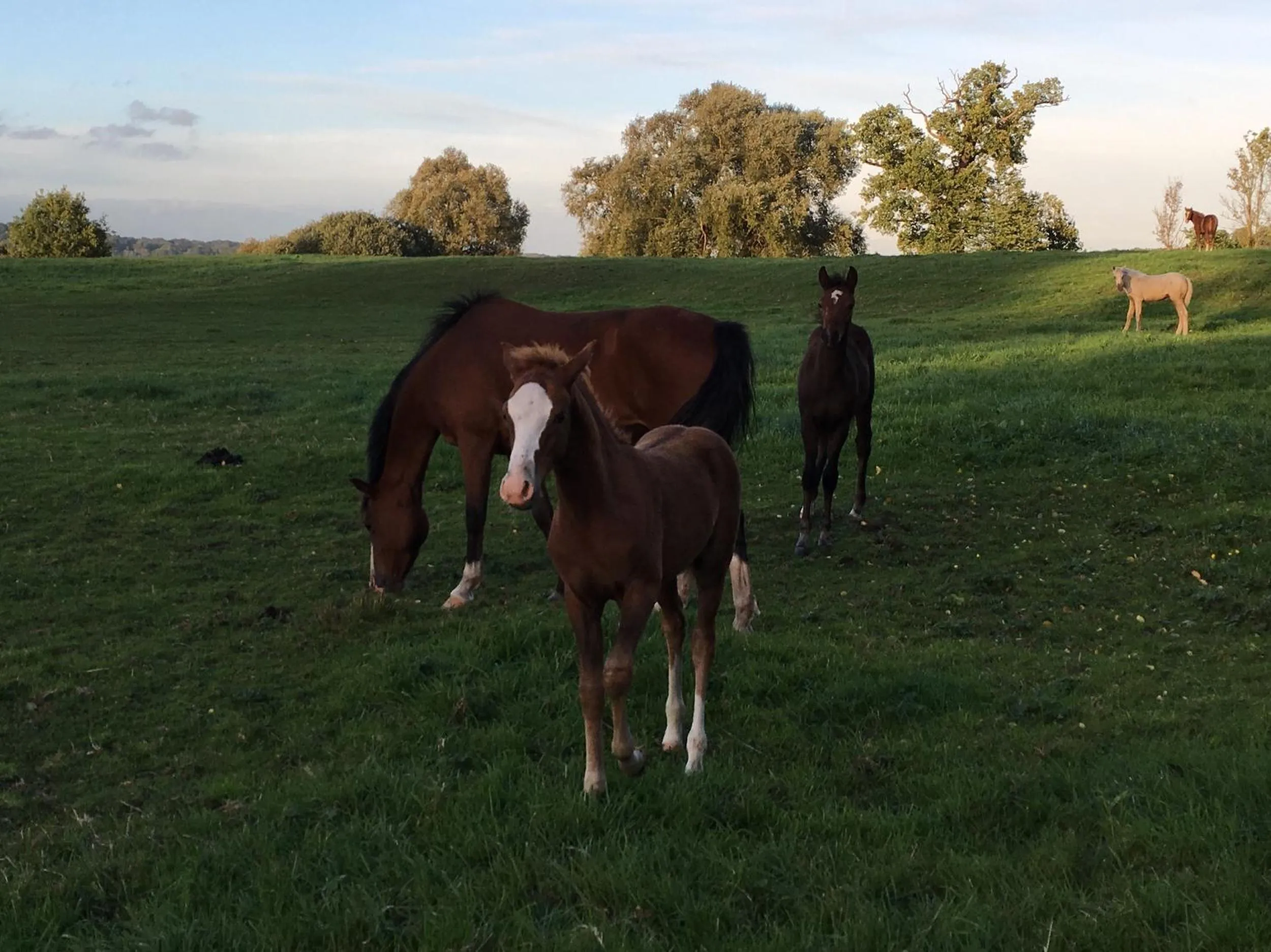 Townhuus No. 1 / Dieksee