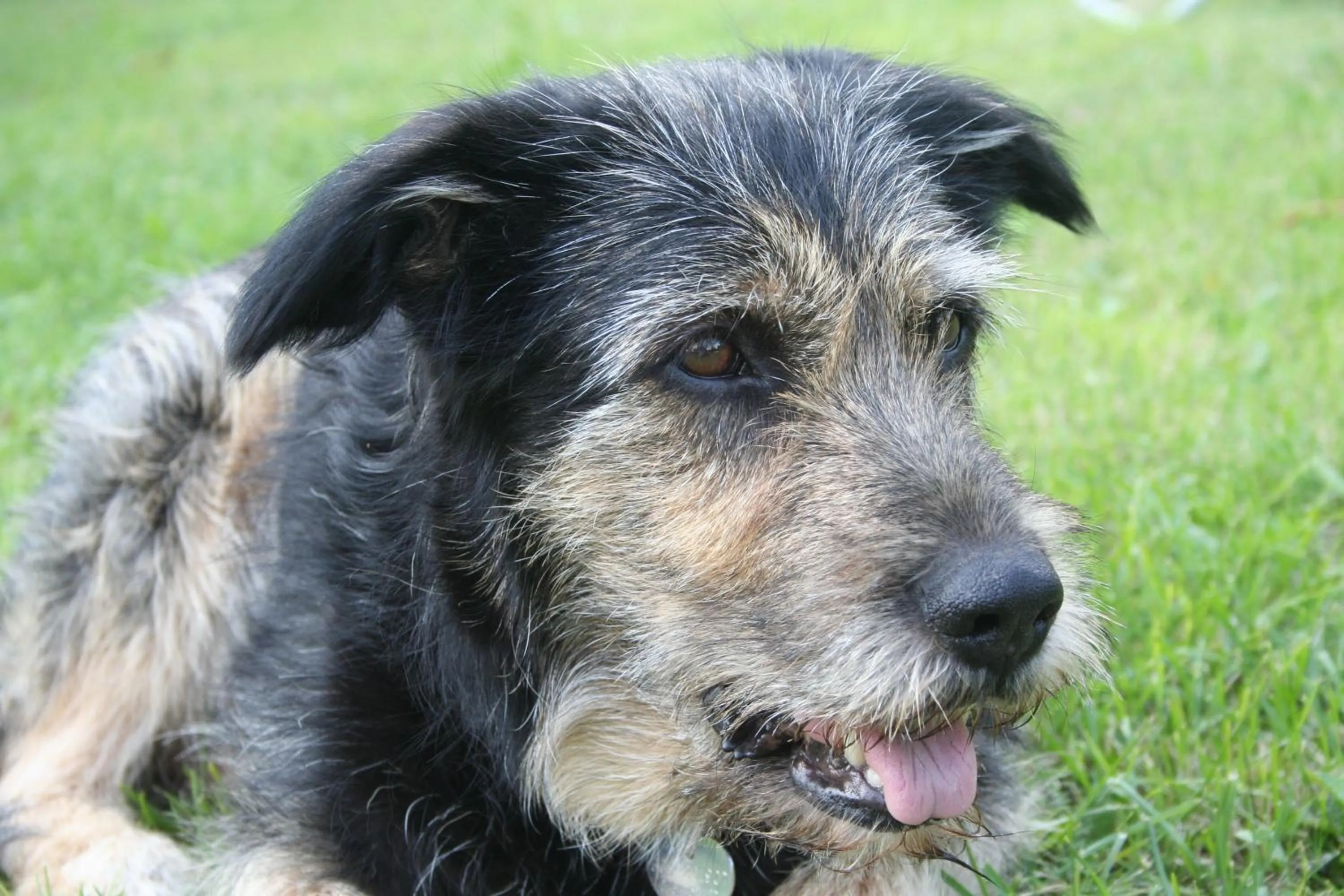 Pets in Albergo Garnì Villa Moretti