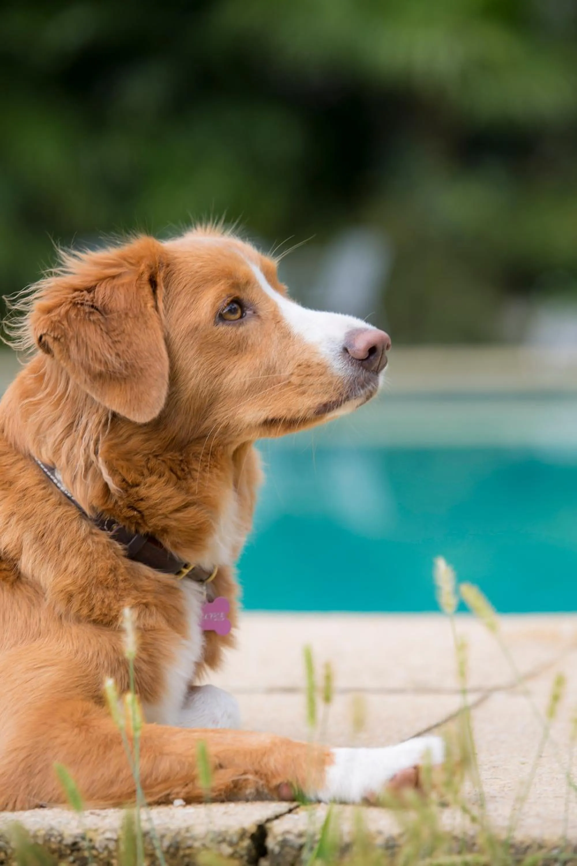 Pets in Albergo Garnì Villa Moretti