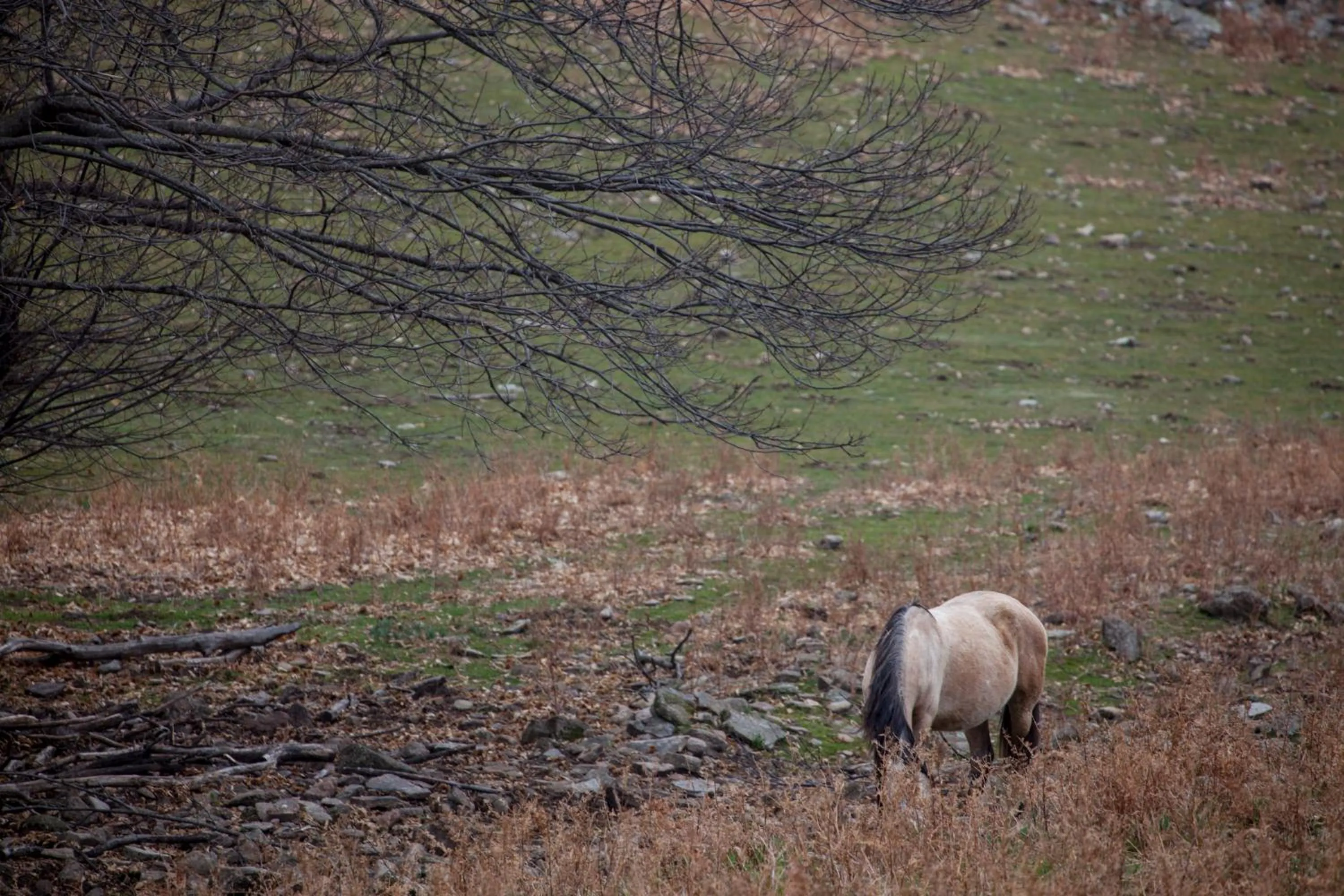 Animals in Hotel Nabia
