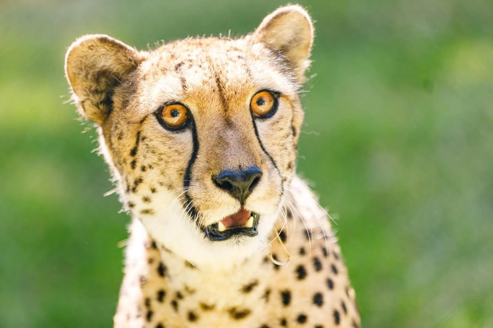 Animals in Hotel Selwo Lodge - Animal Park Tickets Included