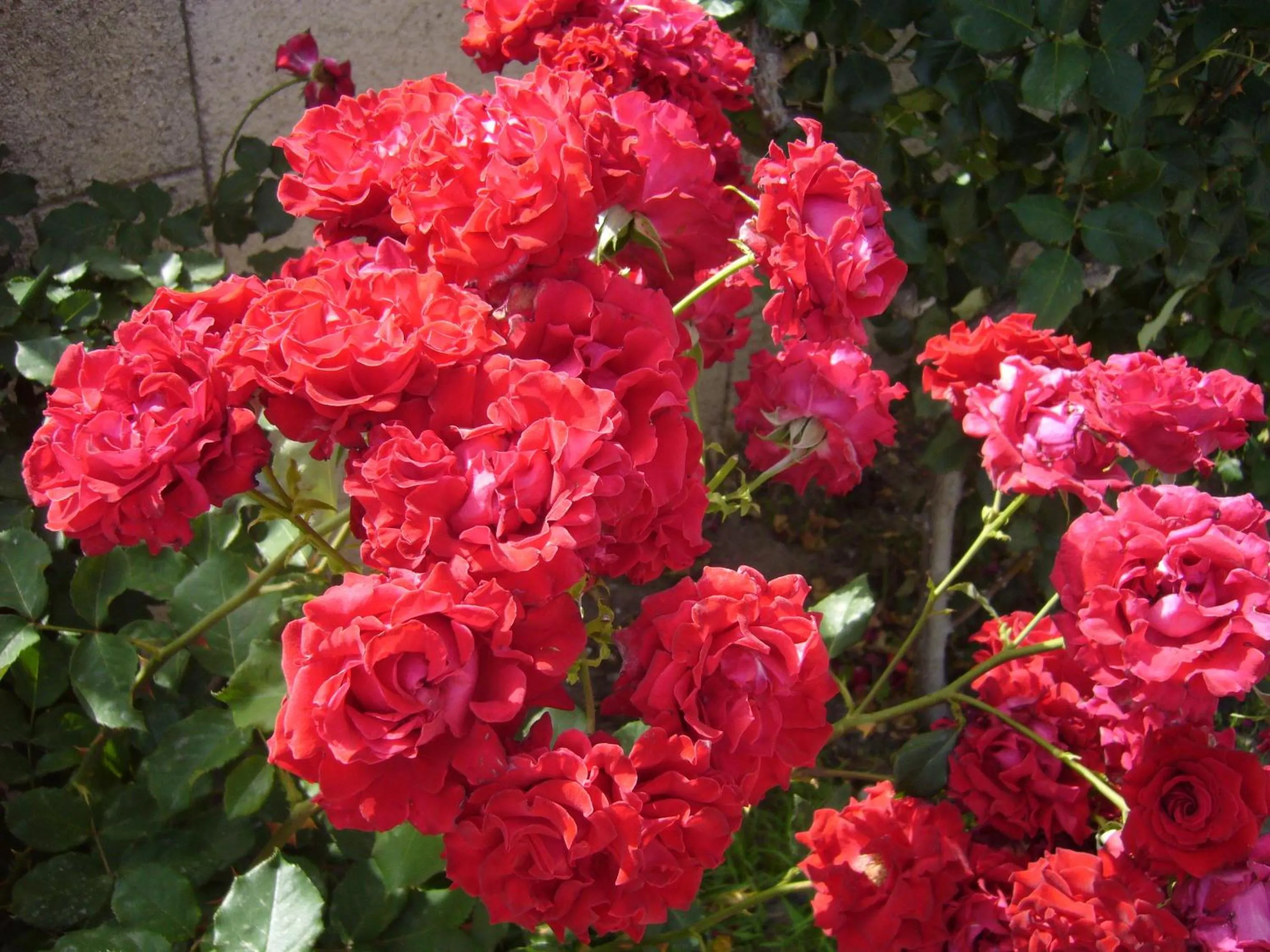 Facade/entrance in Rhodian Rose Hotel