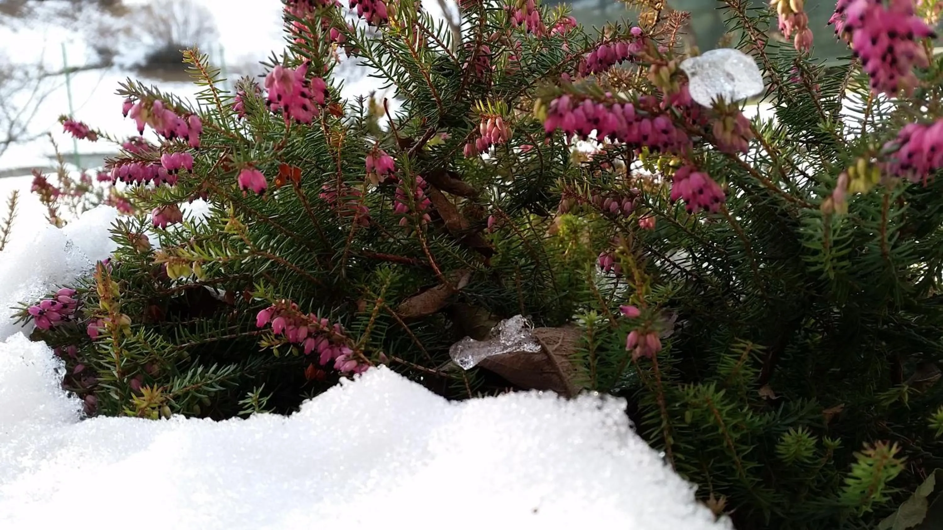 Area and facilities in Eco Chalet Maison Dominique