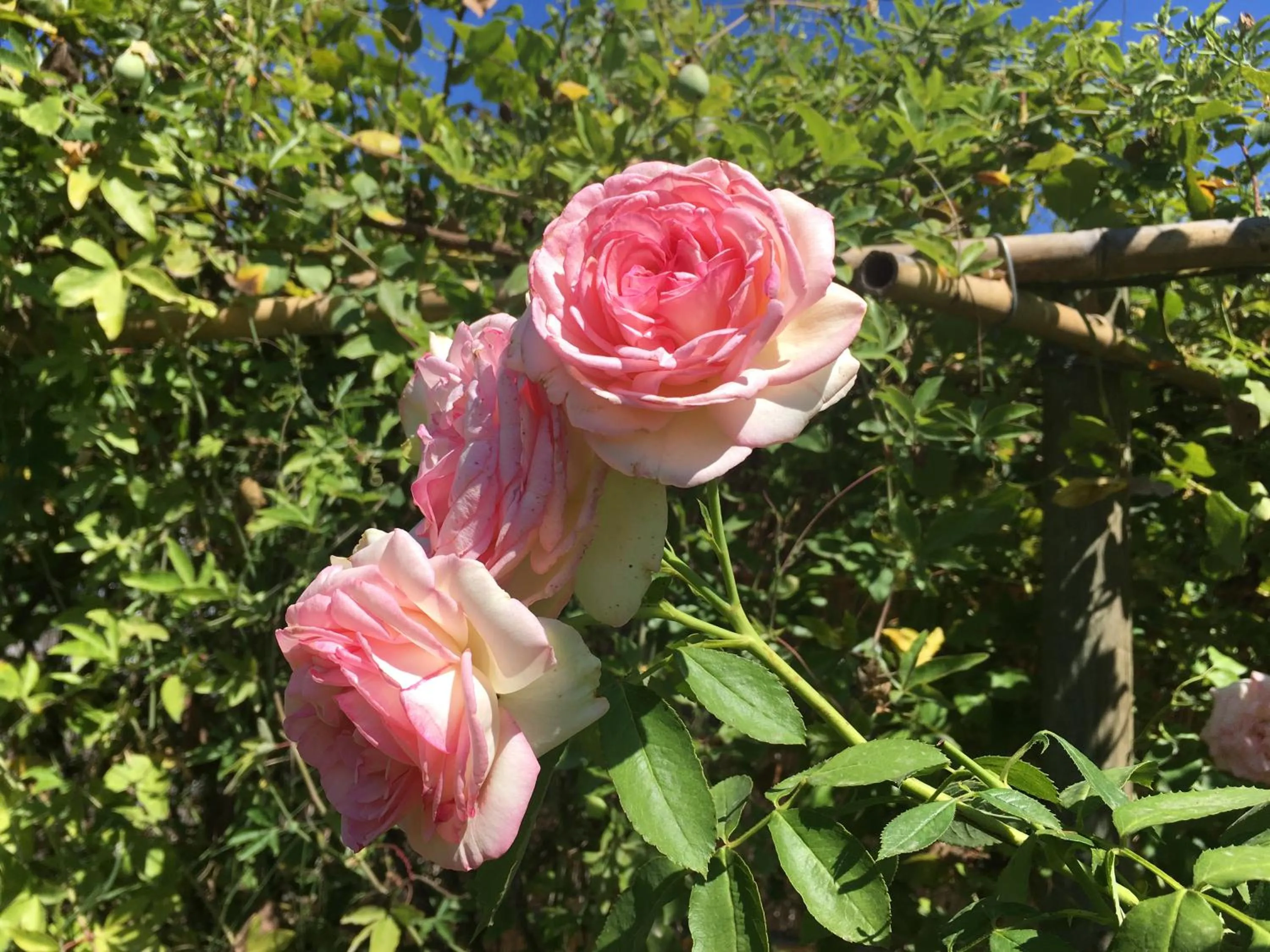 Garden in Les Asphodèles Amélie