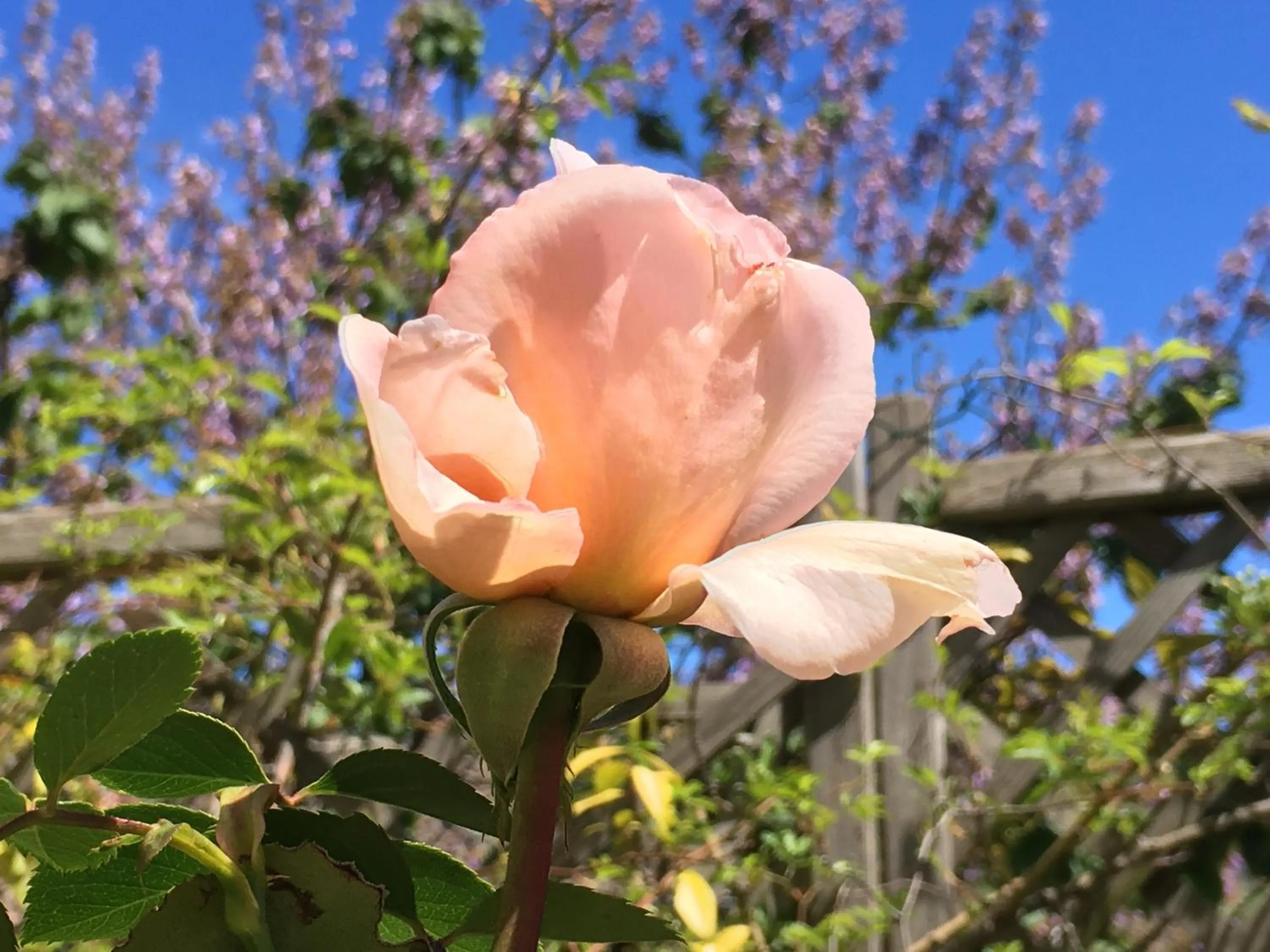 Balcony/Terrace in Les Asphodèles Amélie