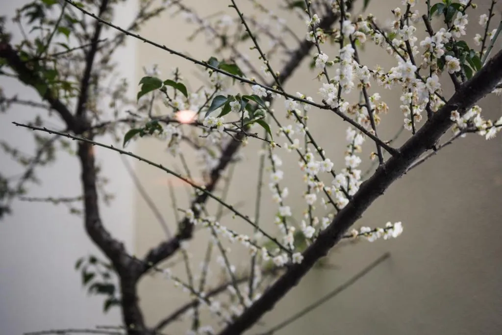 Day in Green Palm Motel