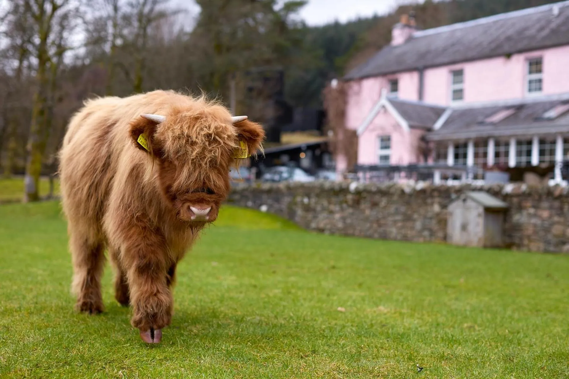Animals in Monachyle Mhor Hotel