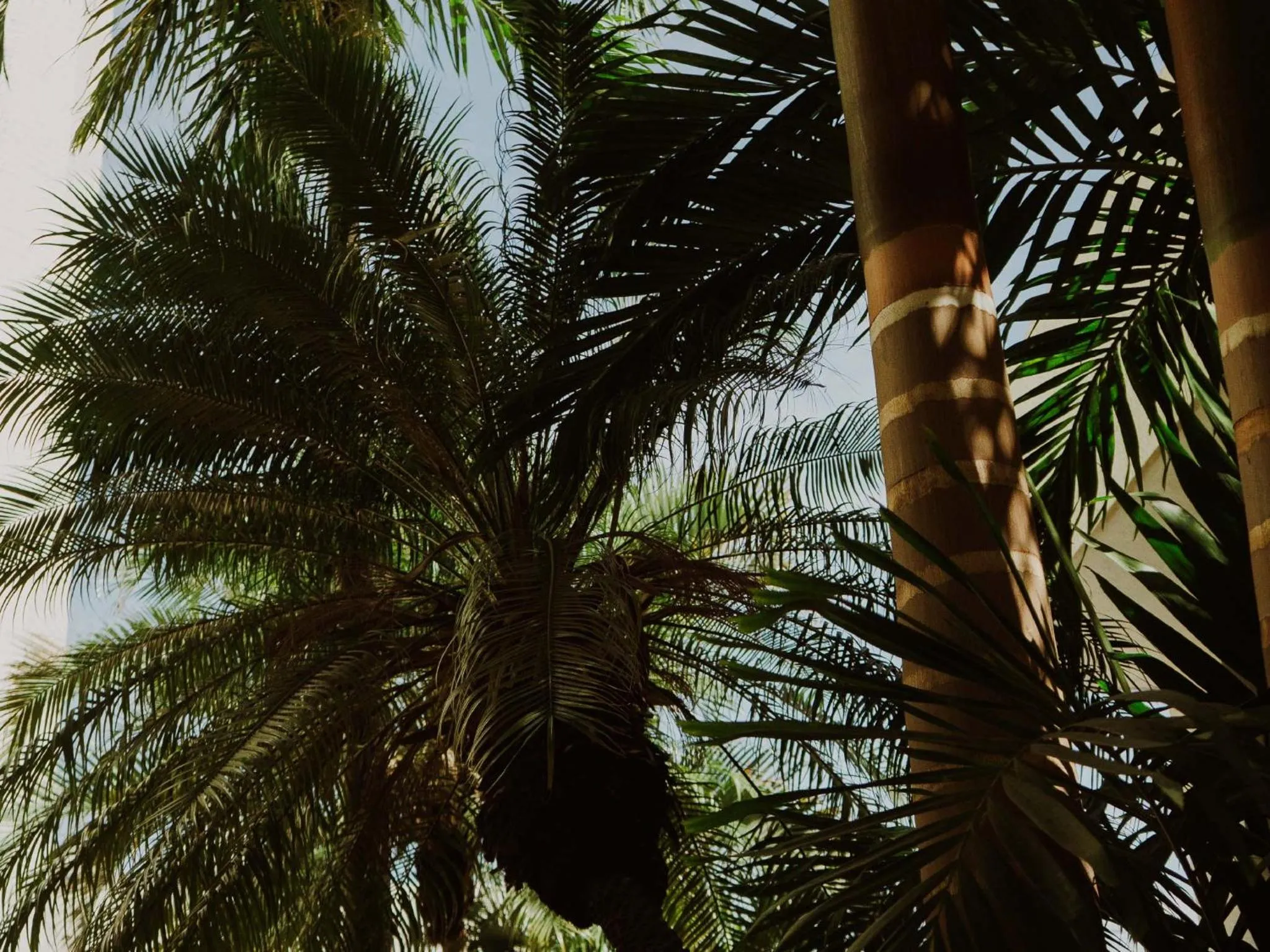 Spring in HS HOTSSON Hotel Tampico