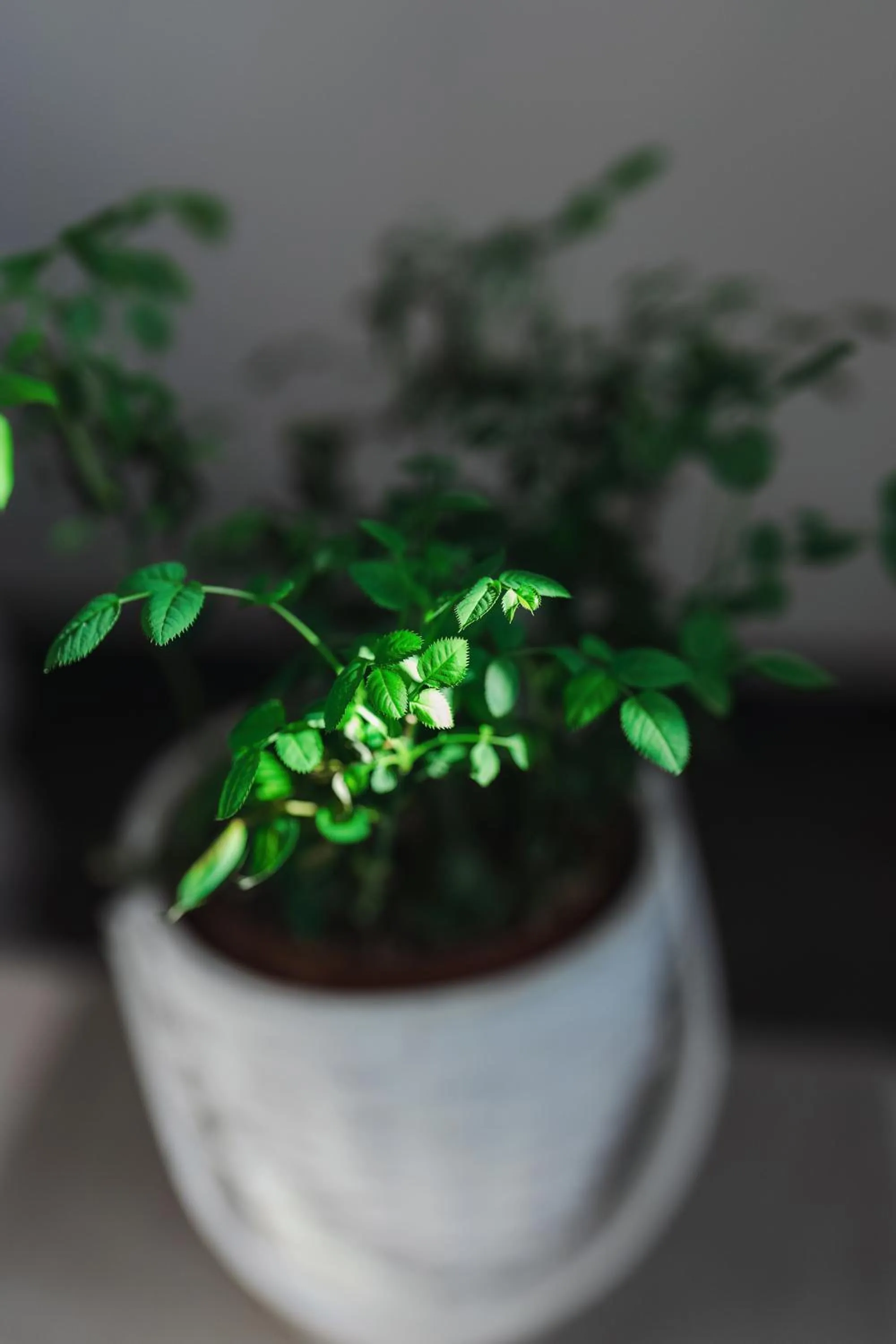 Decorative detail in Mi casa es tu casa 104