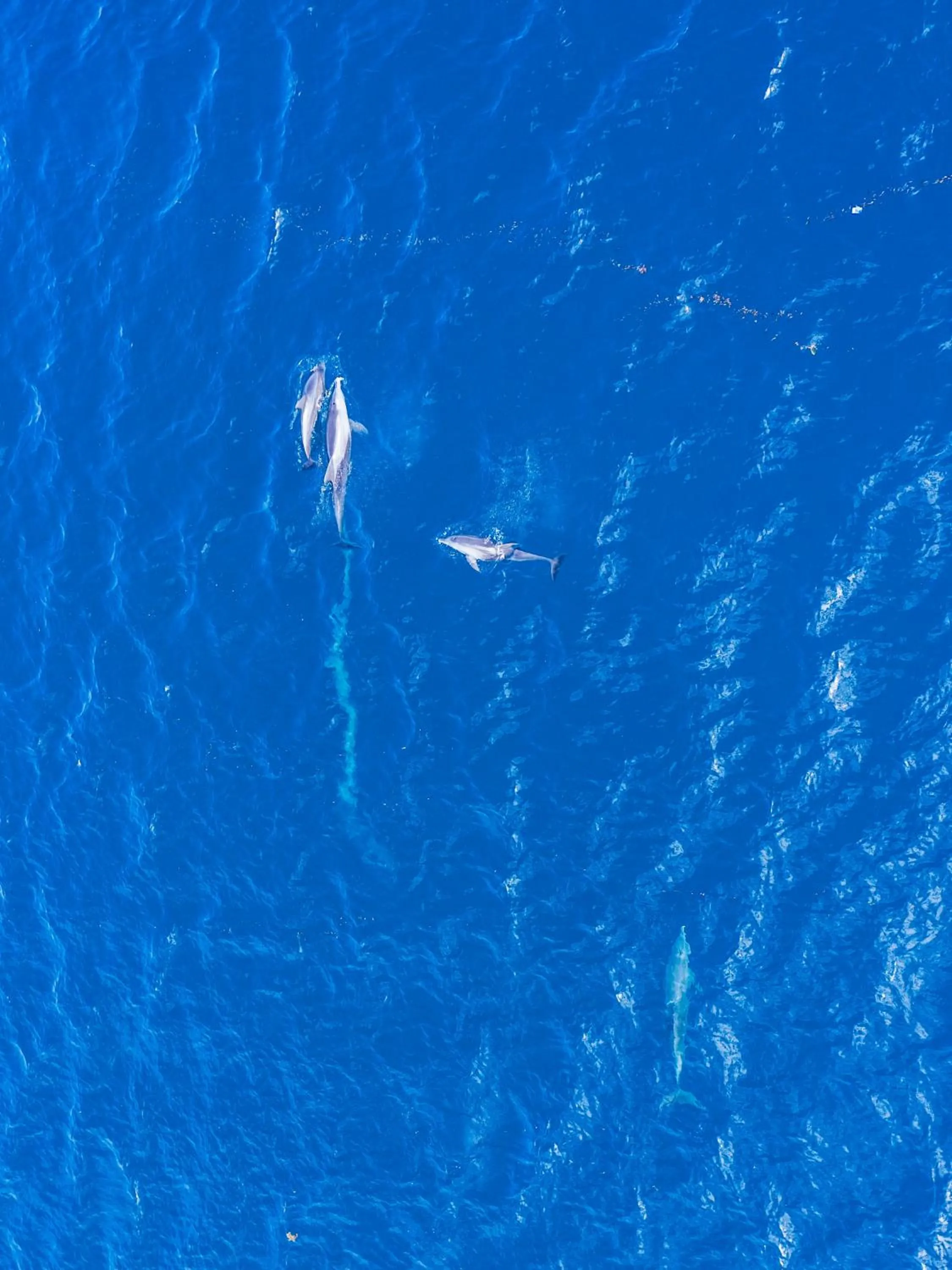 Turtle Bay Beach Club- All Inclusive