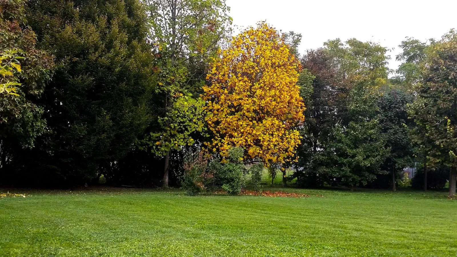 Garden in B&B BrentaGiardino