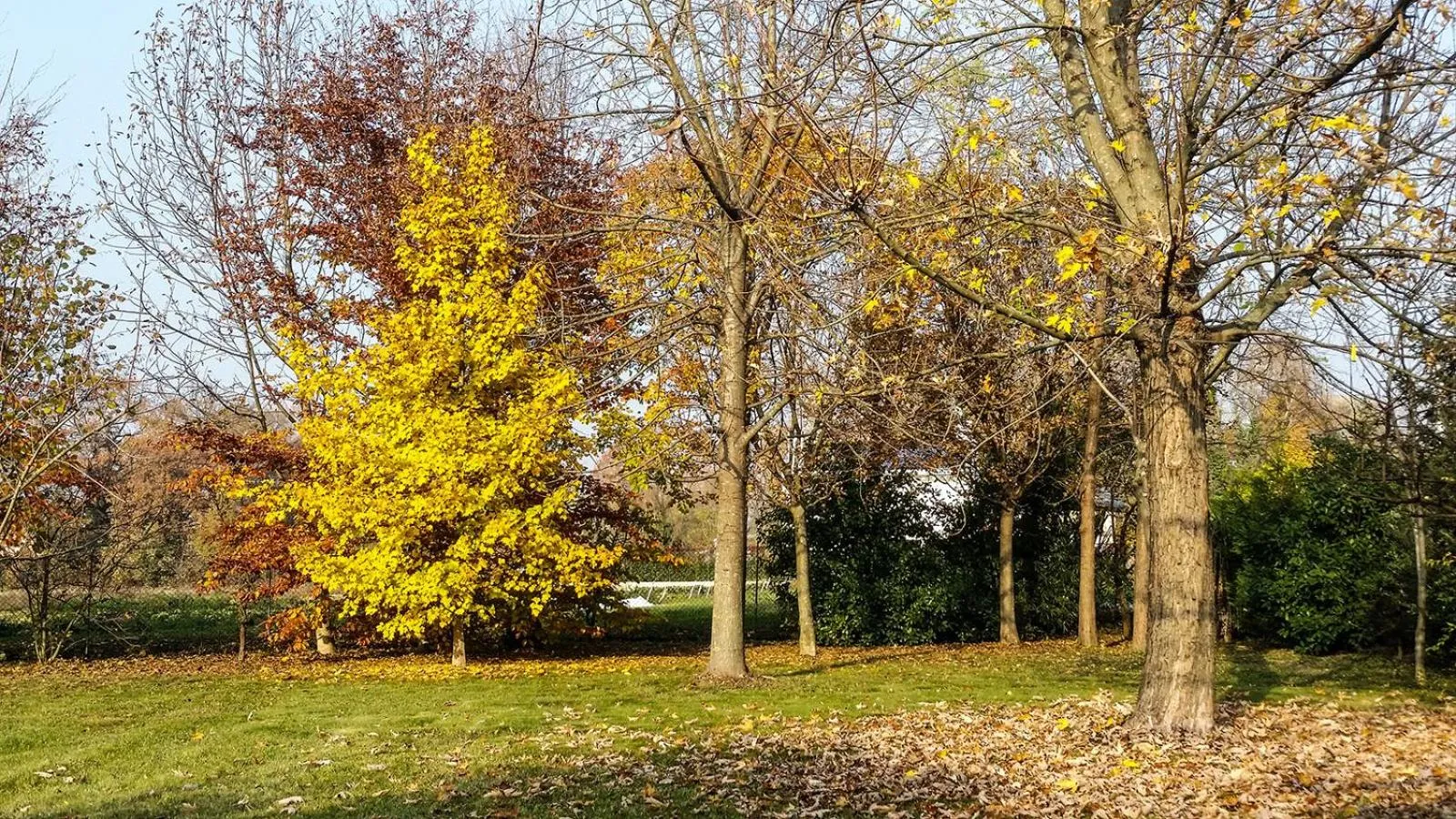 Garden in B&B BrentaGiardino
