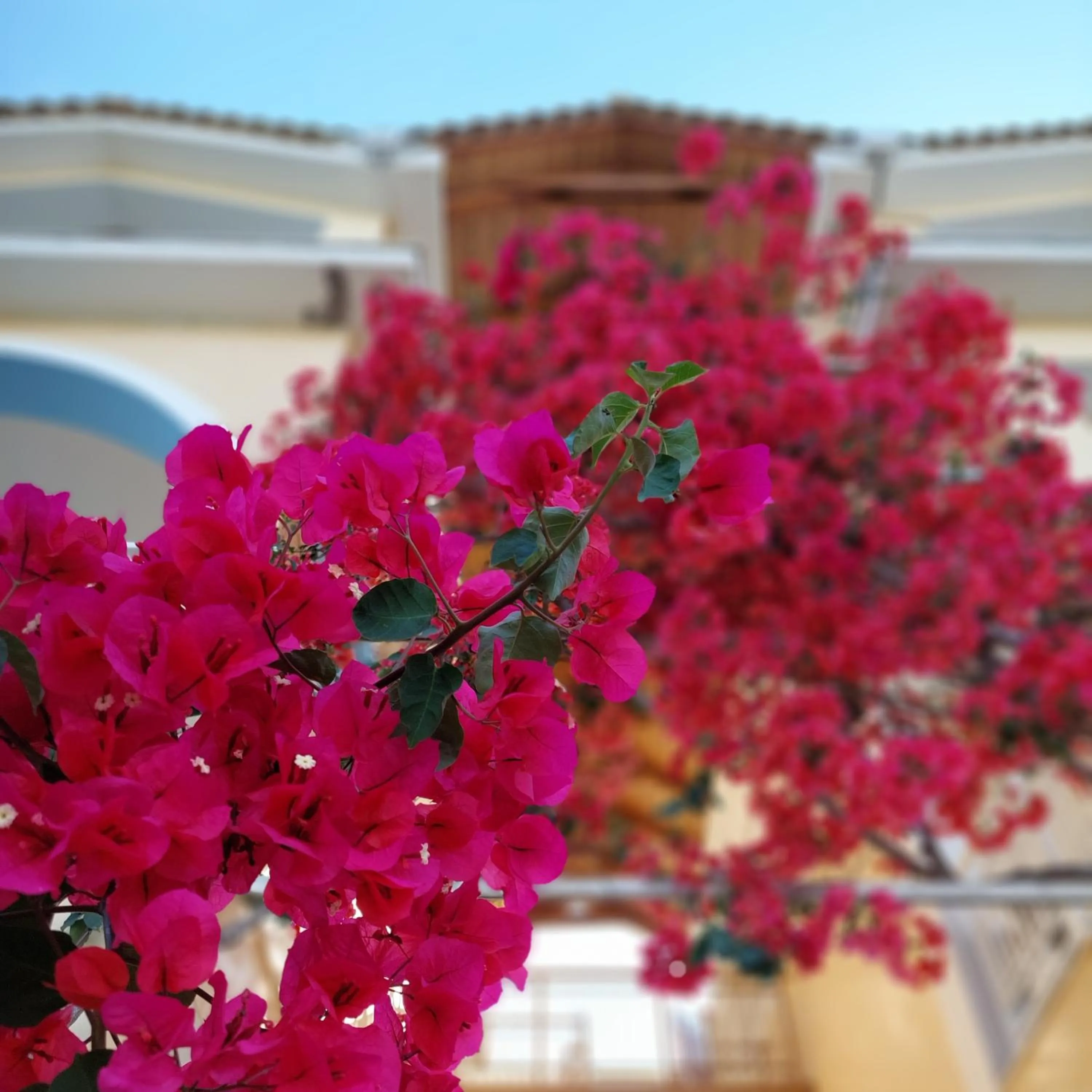 Spring in Sunflower Apartments & Studios