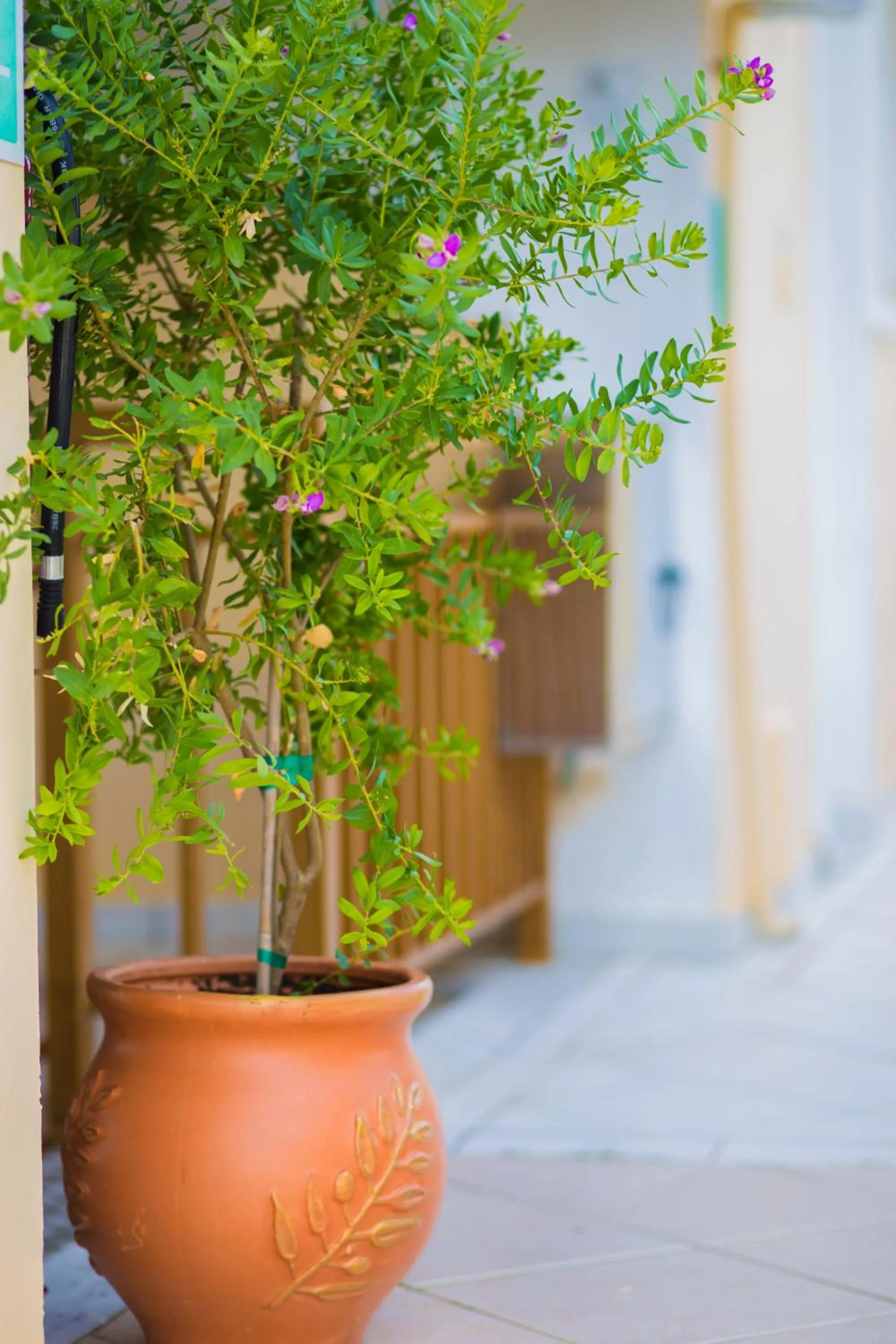 Day in Sunflower Apartments & Studios