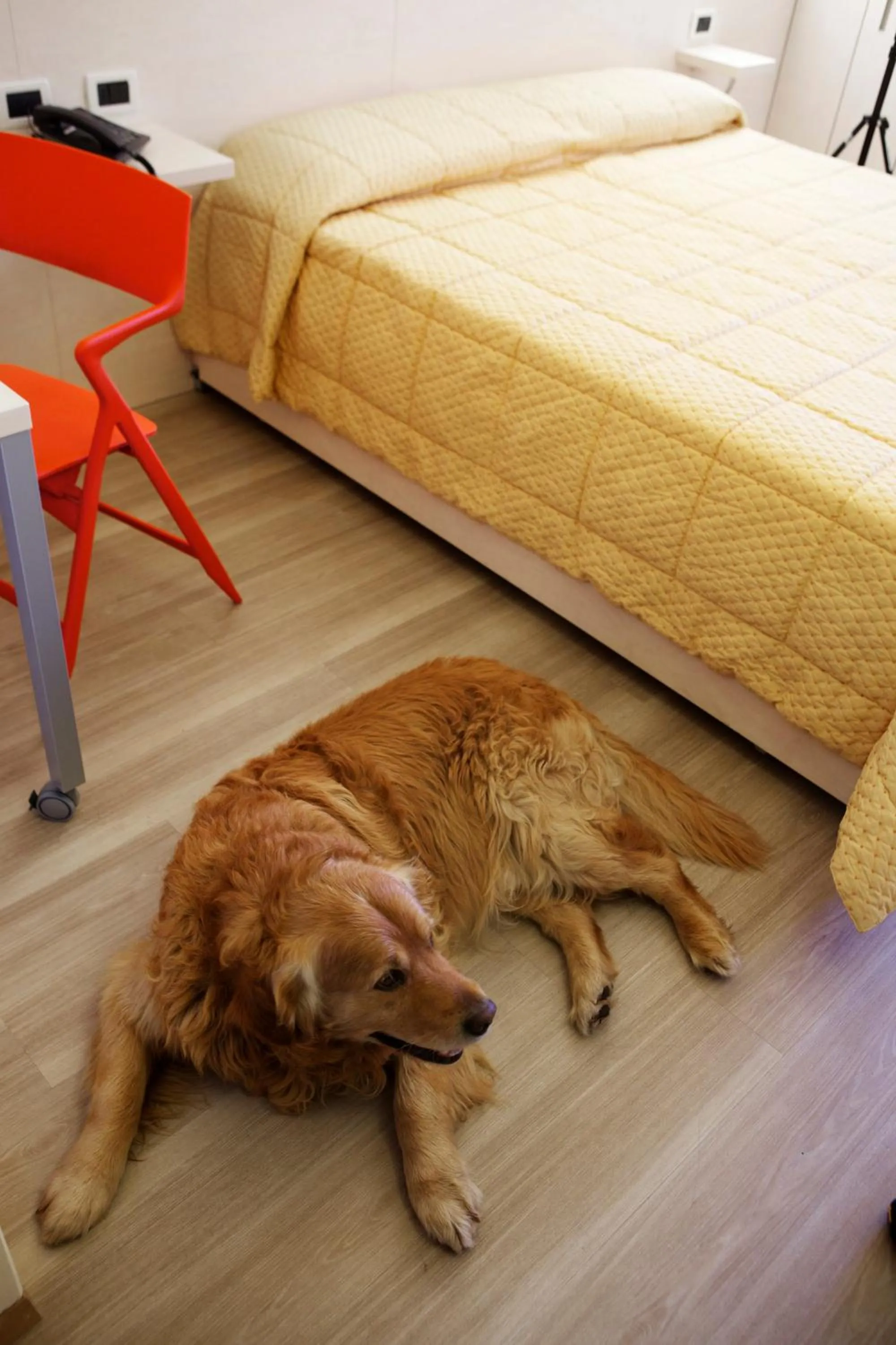 Pets in Hotel Alaska