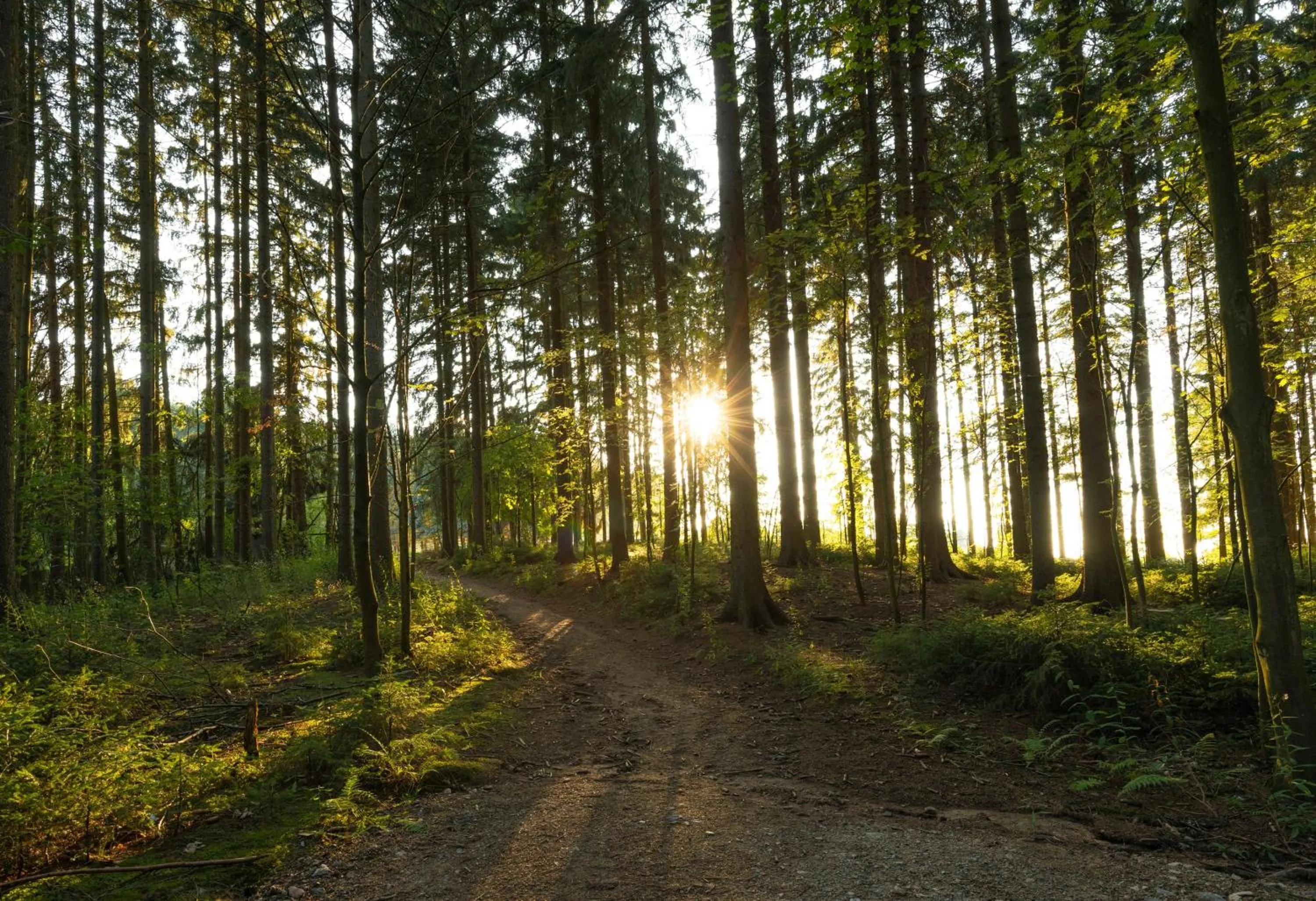Natural landscape in Waldgasthof & Hotel Am Sauwald