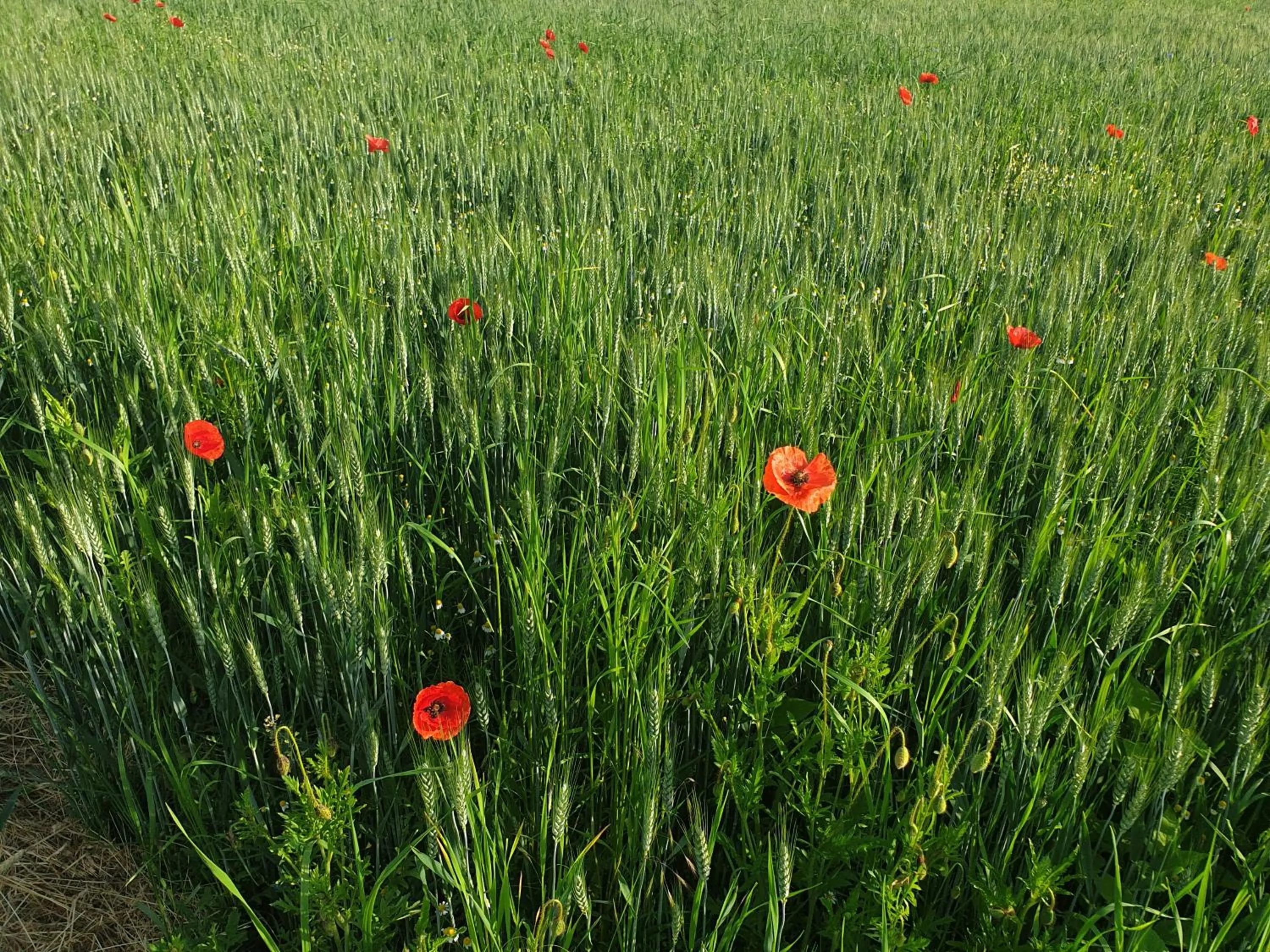 Natural landscape in HECO Colmar Nord - ex Première Classe