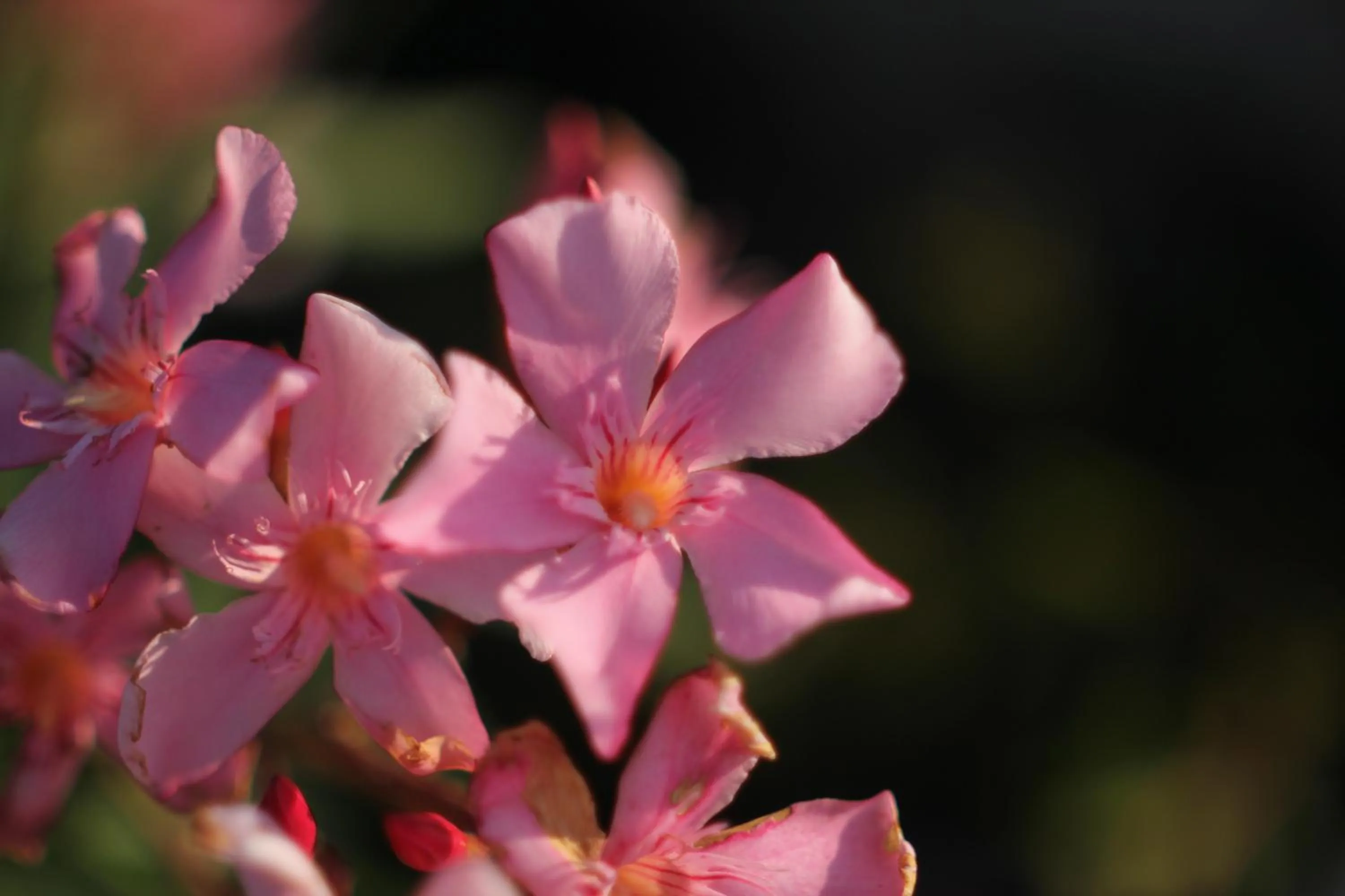Decorative detail in Punta Falcone Resort
