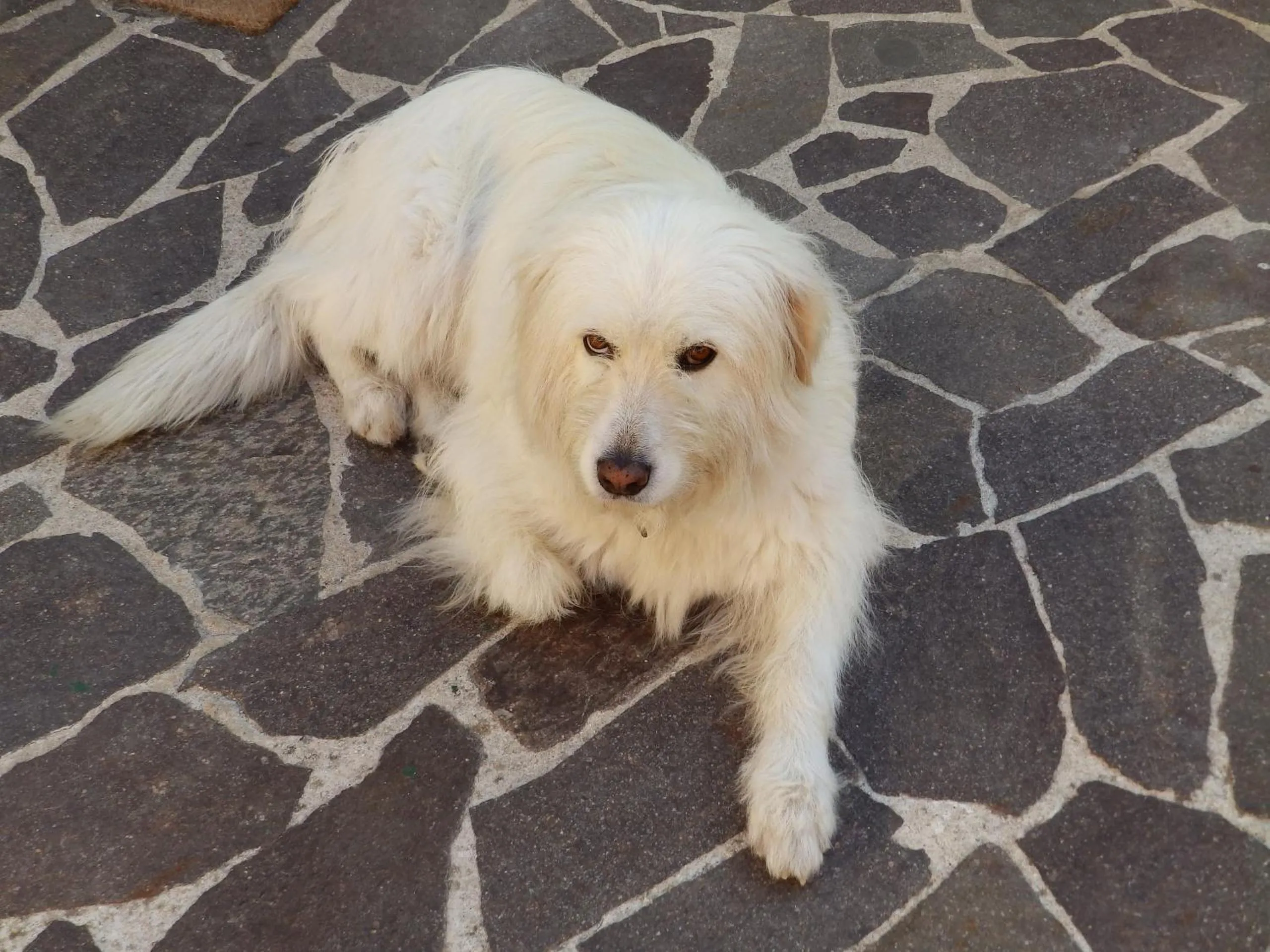 Pets in Sa Chessa B&B