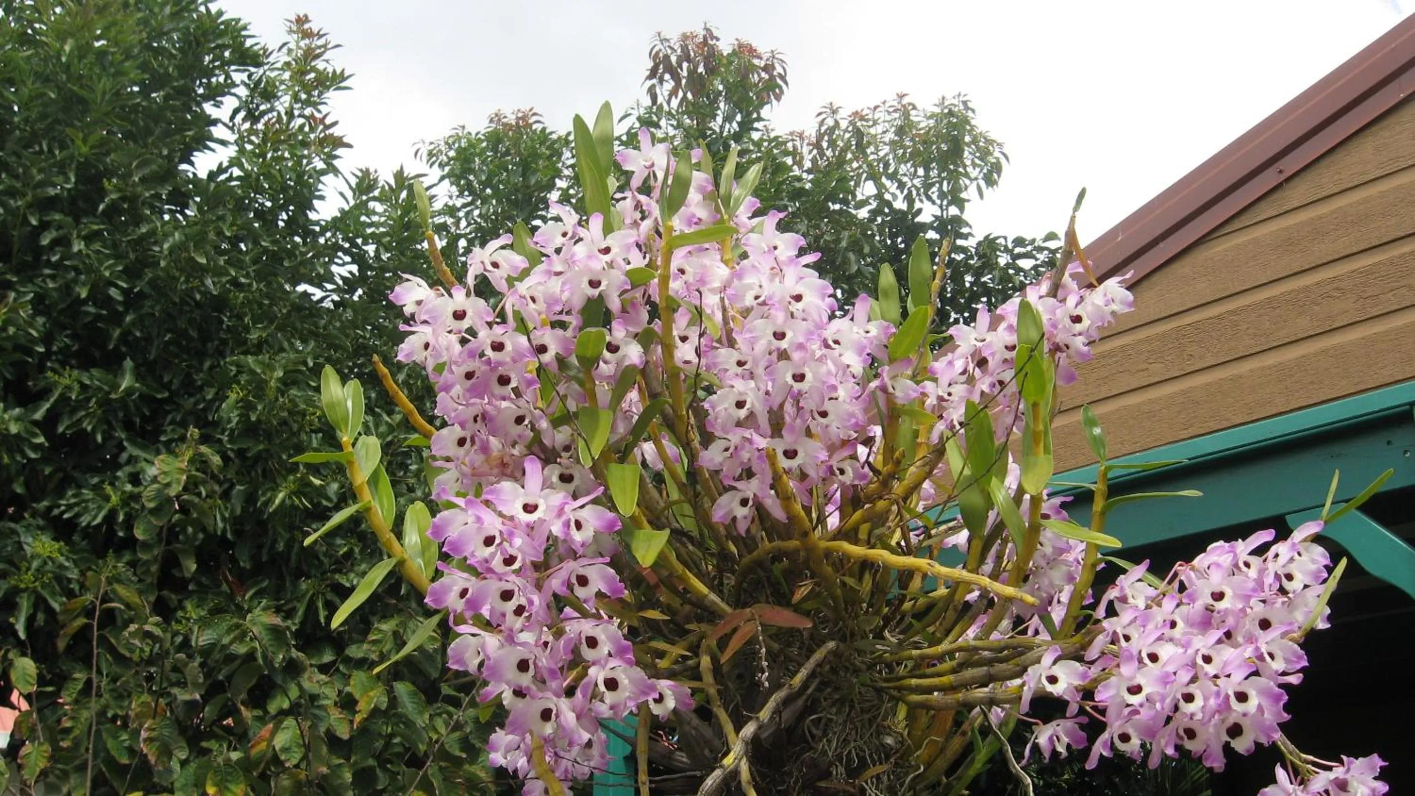 Garden in Les Agapanthes