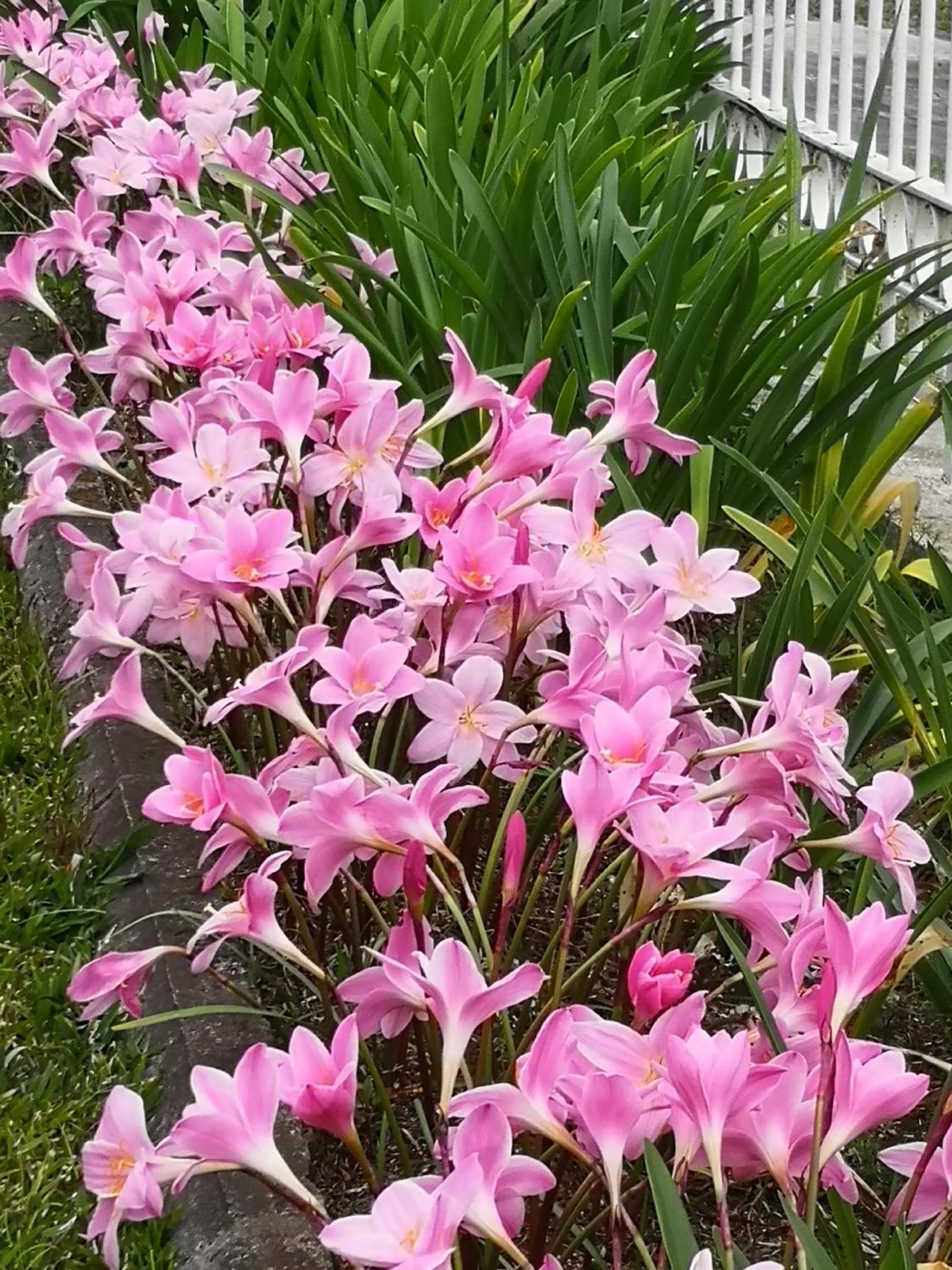 Garden view in Les Agapanthes