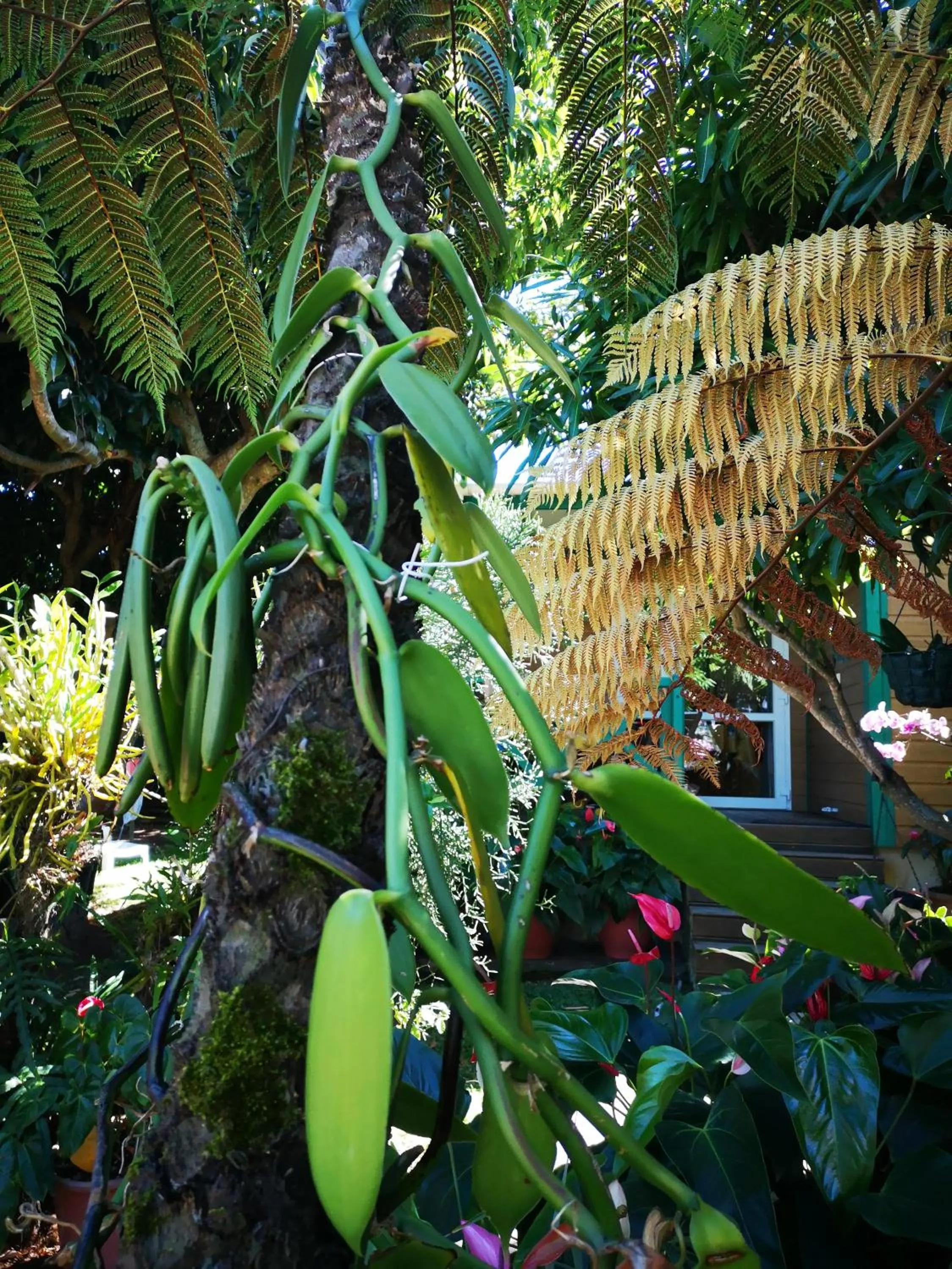 Garden in Les Agapanthes