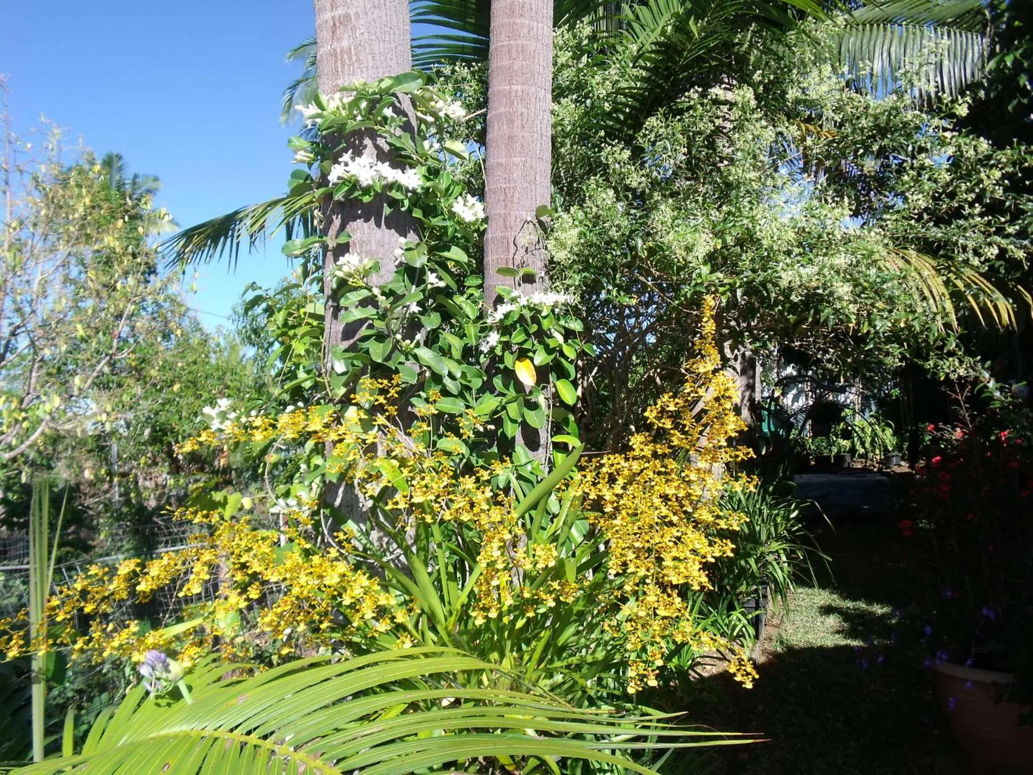Garden in Les Agapanthes