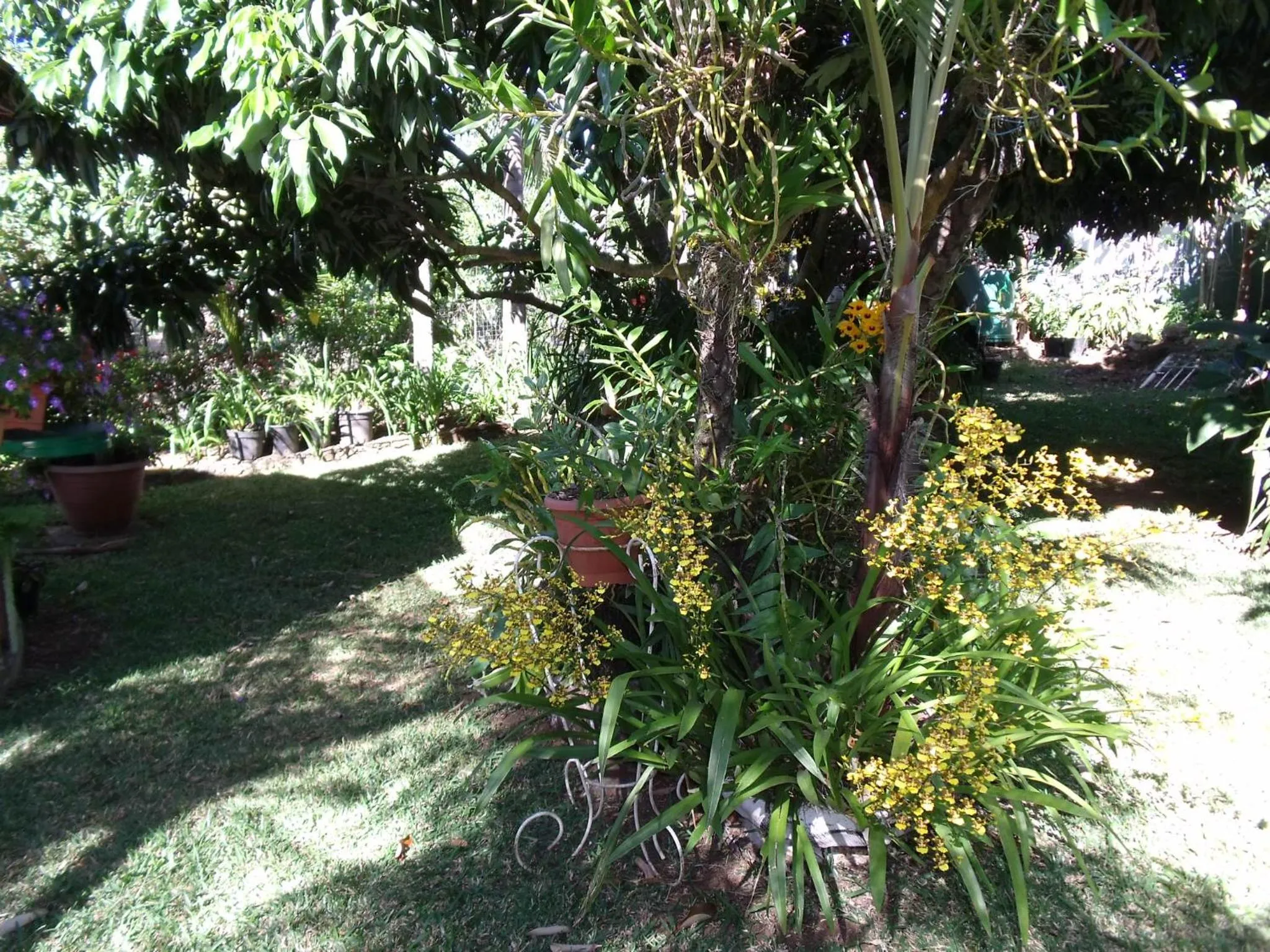 Garden in Les Agapanthes
