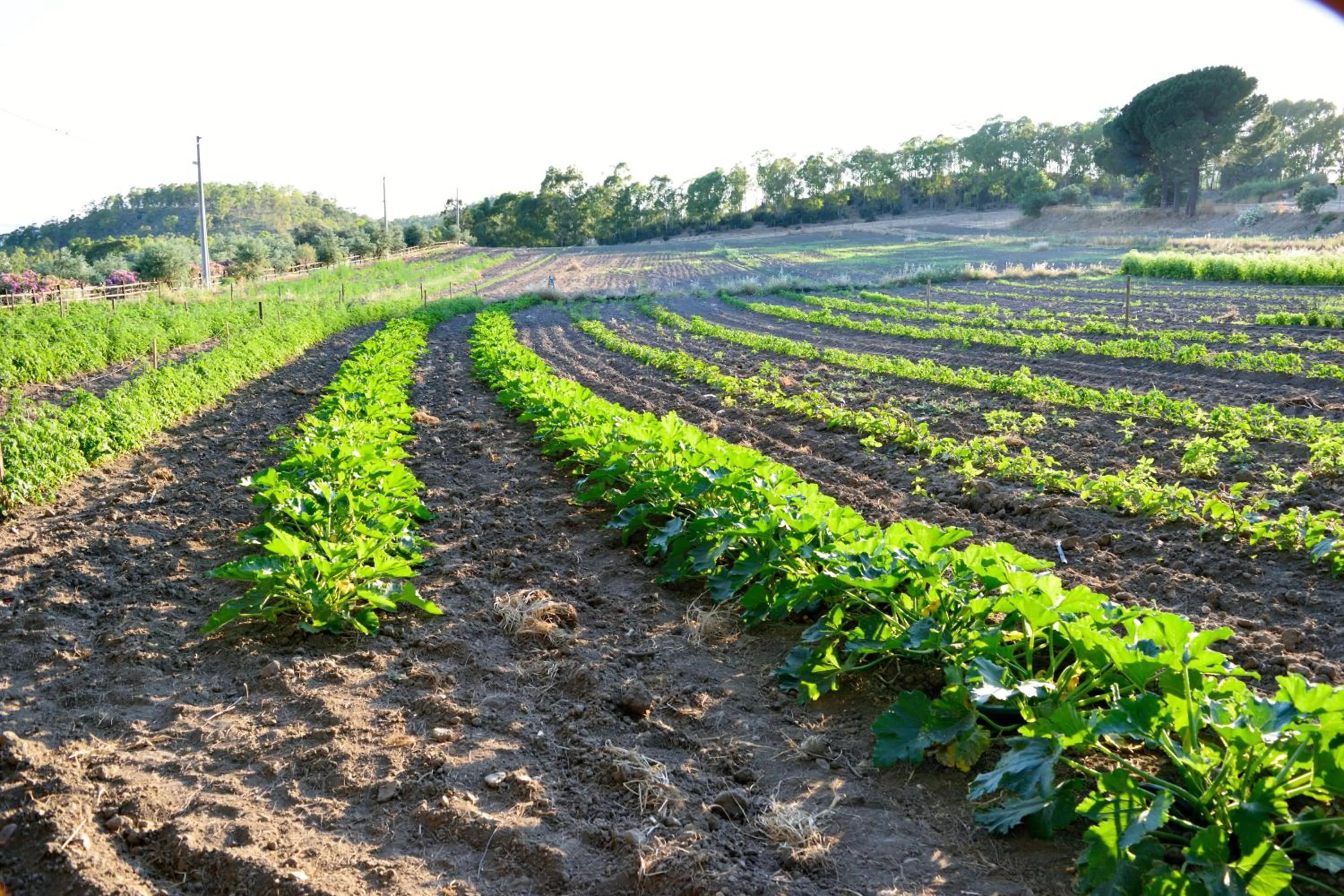 Agriturismo Vecchia Masseria Charme&Relax