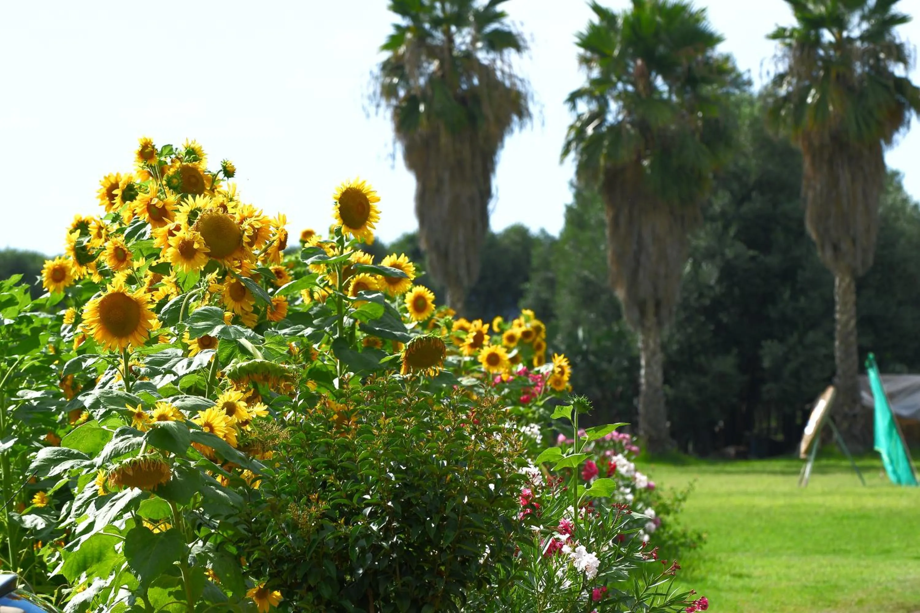 Garden in Resort Sciabache