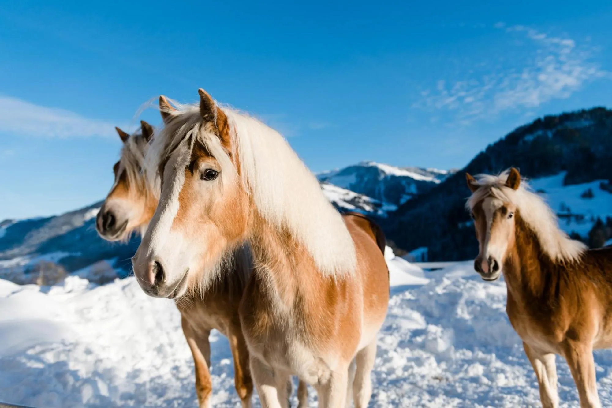 Day in Beim Hochfilzer Superior 4 Sterne