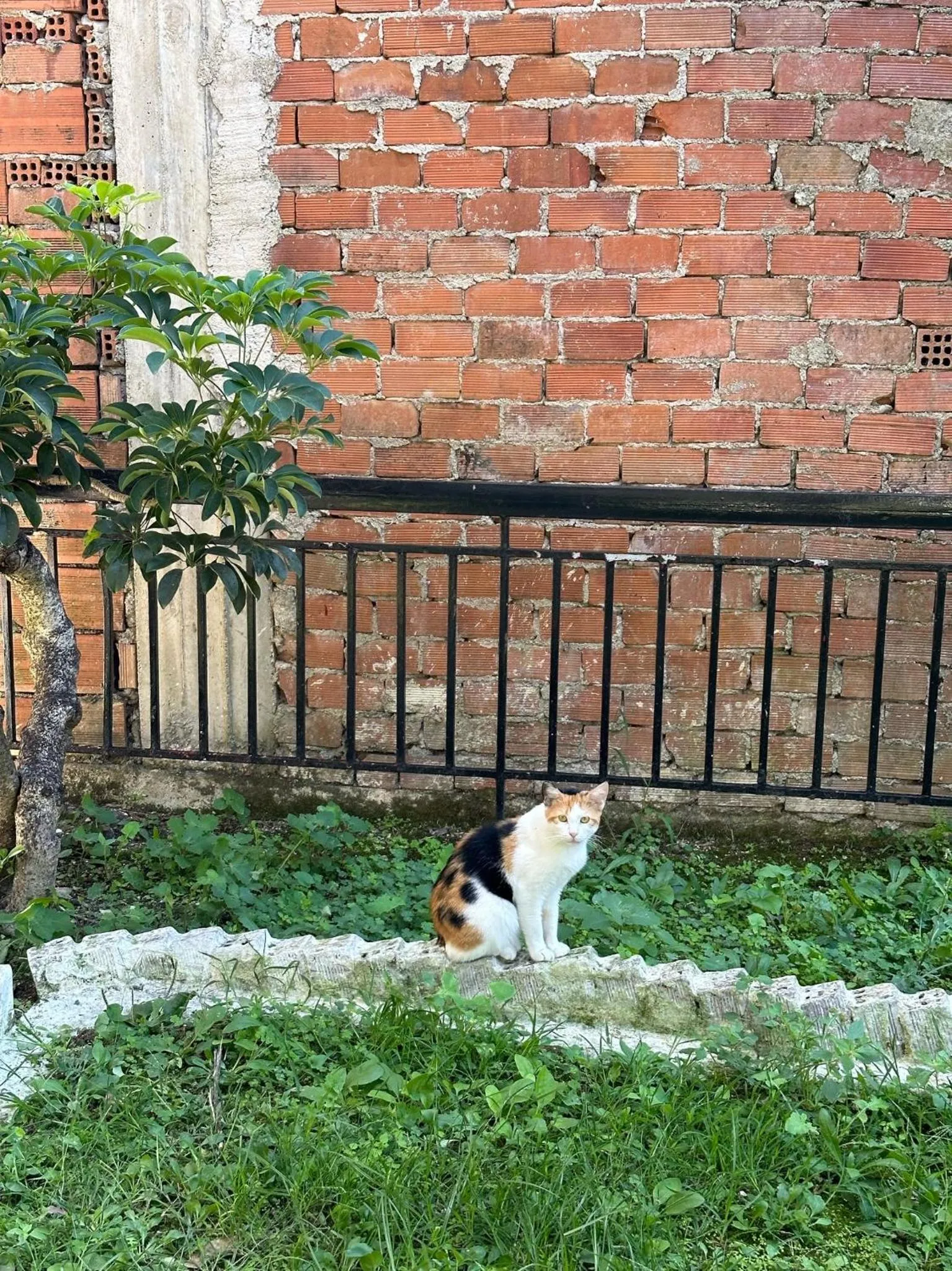Garden in Hotel Galini